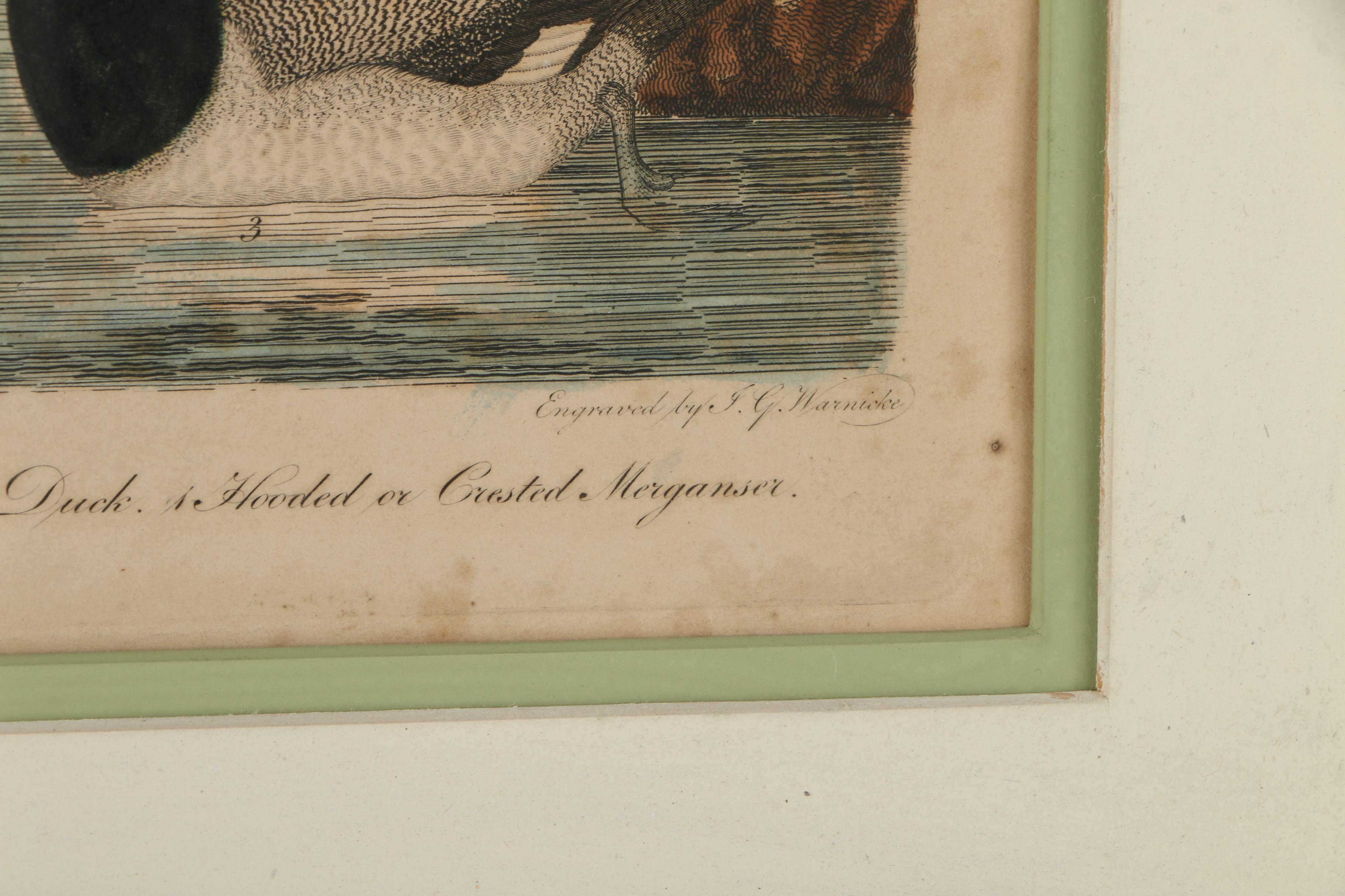 Alexander Lawson Engravings After Alexander Wilson Drawings of Ducks