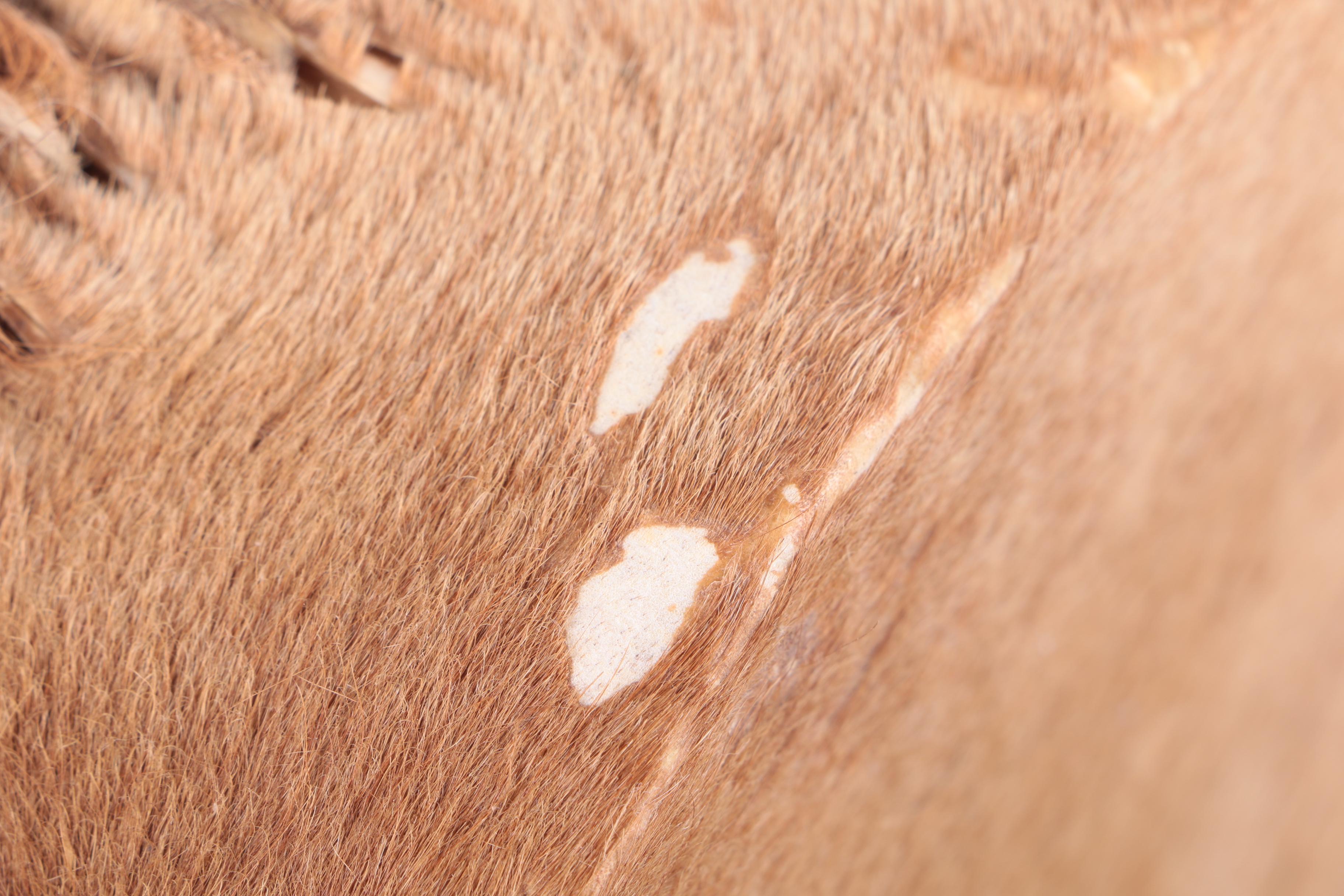 West African Style Dundun Hand Drum