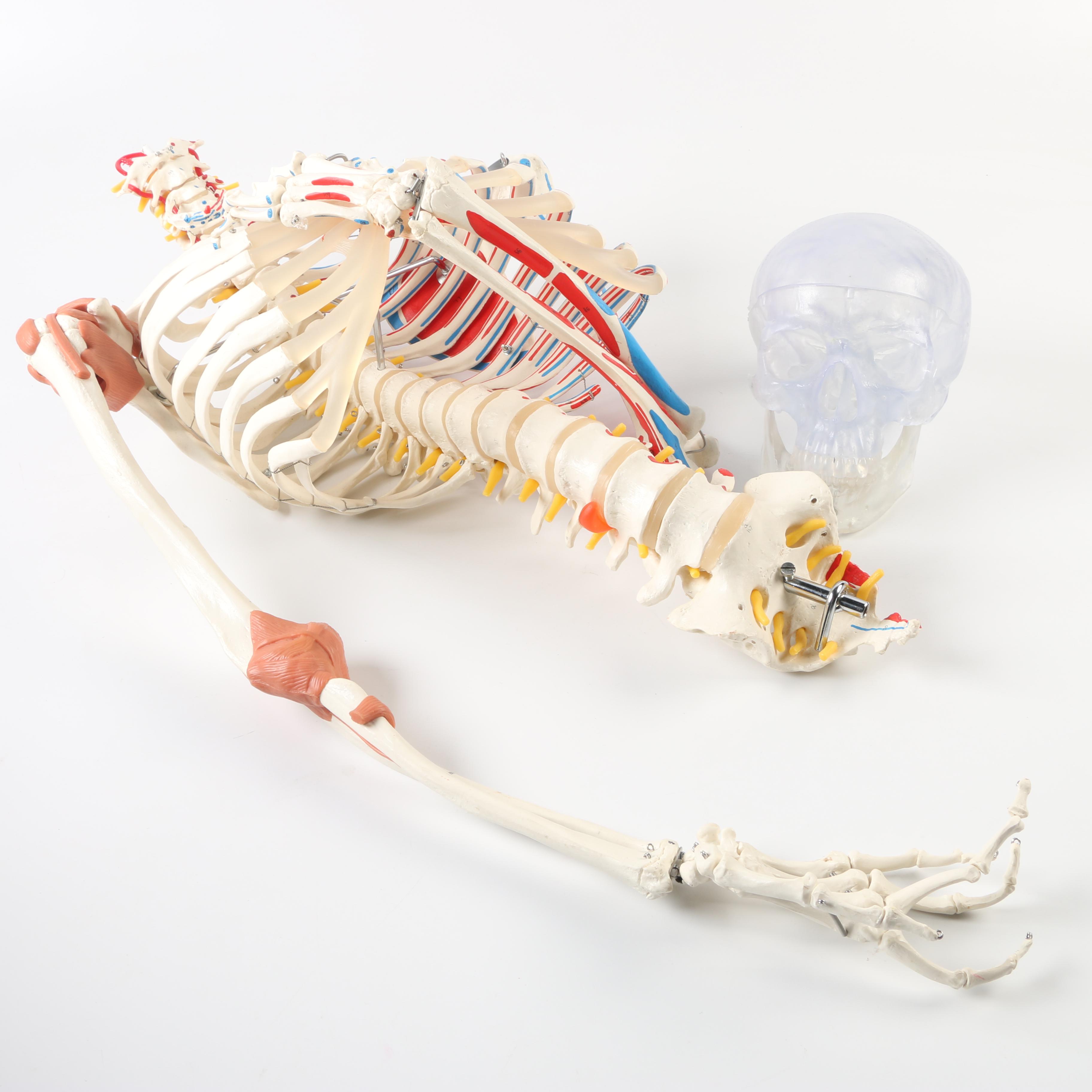 Plastic Skeleton Torso and Skull