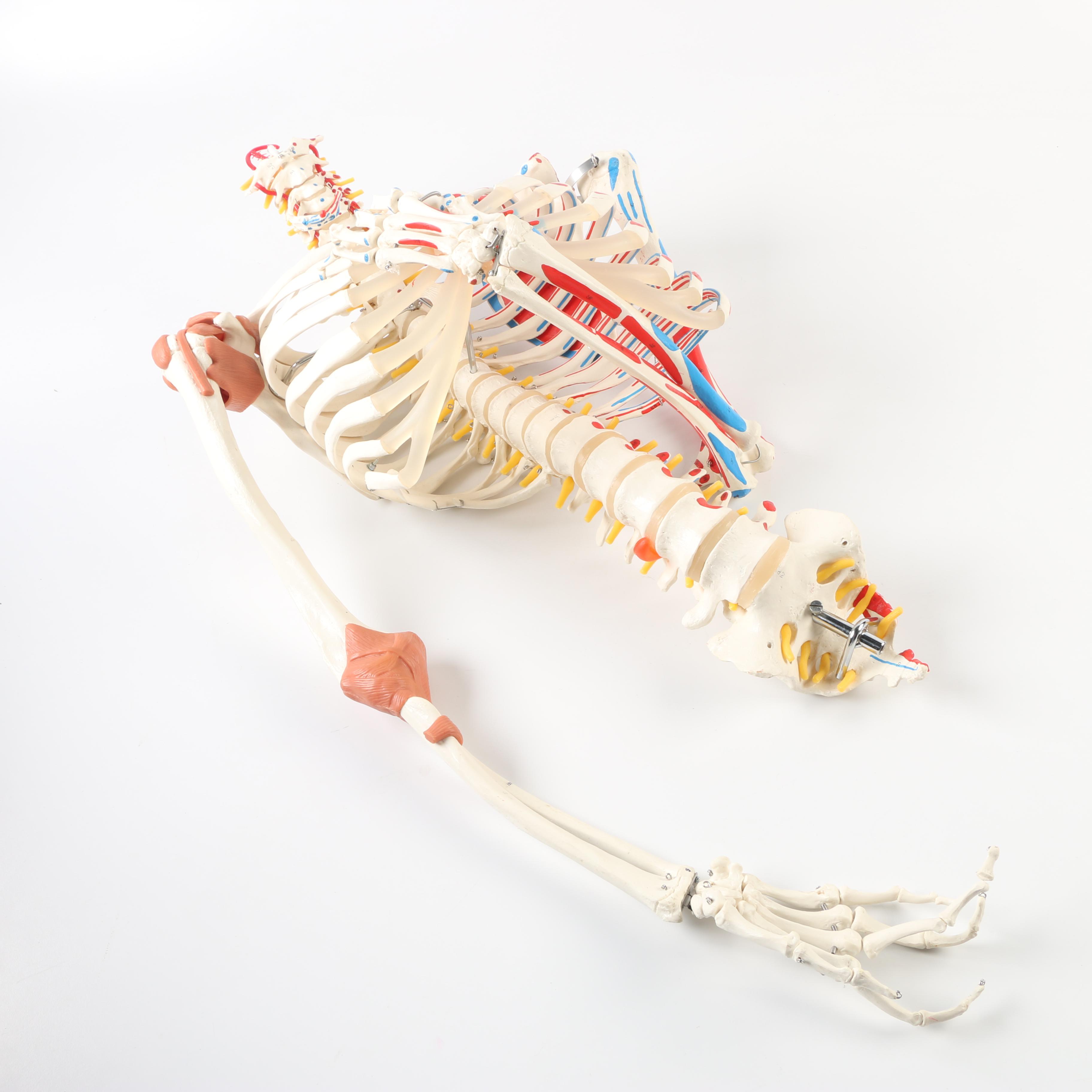 Plastic Skeleton Torso and Skull