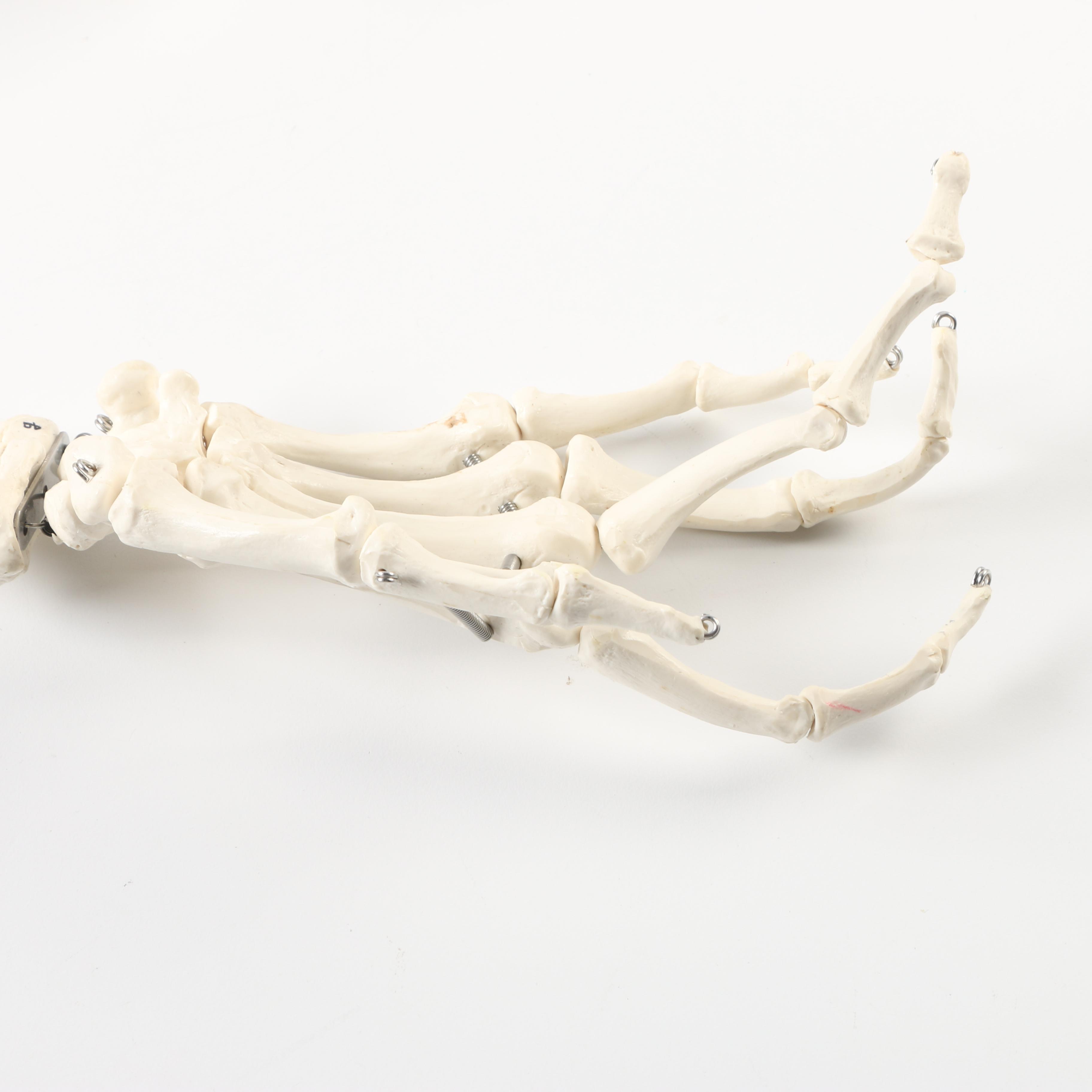 Plastic Skeleton Torso and Skull