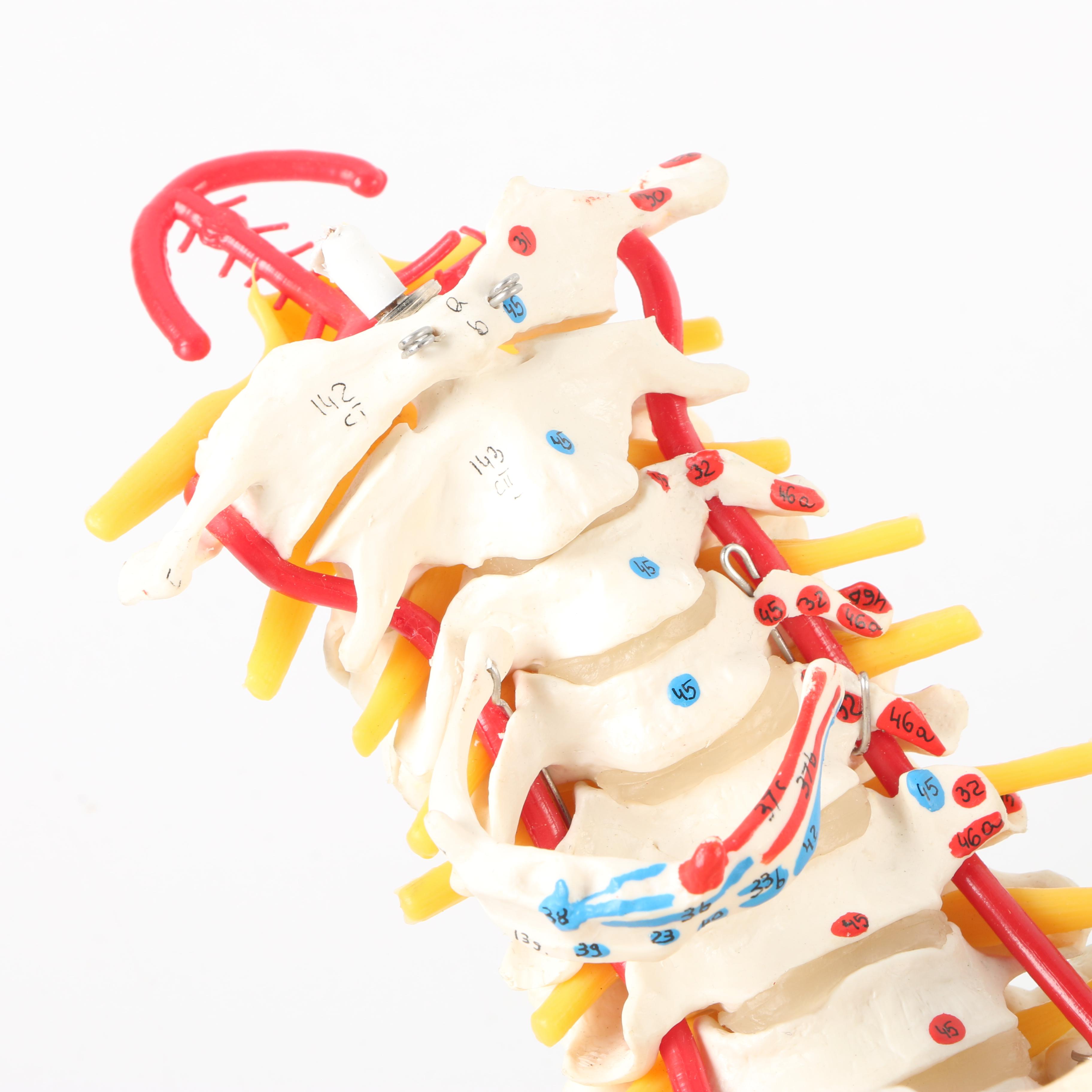 Plastic Skeleton Torso and Skull