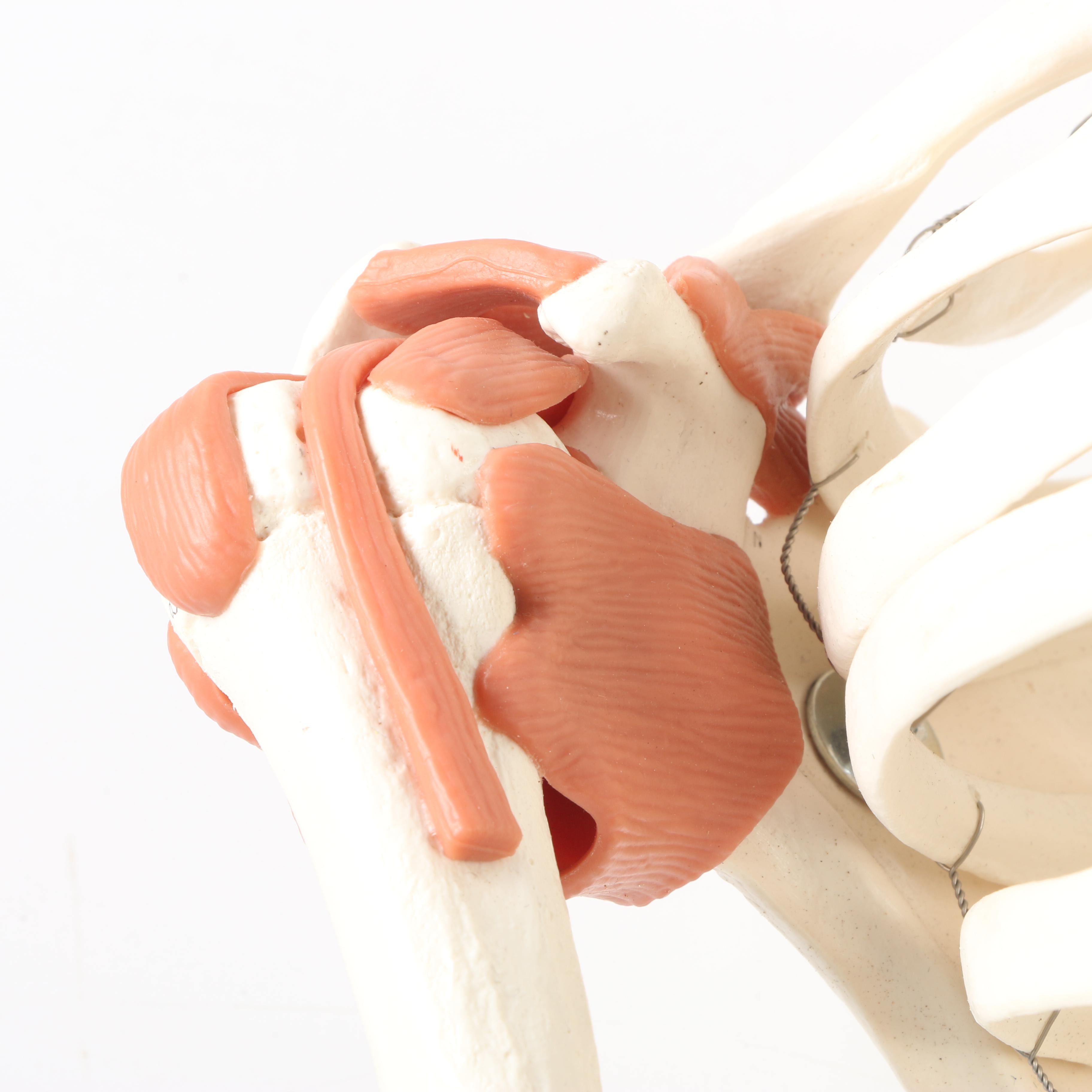 Plastic Skeleton Torso and Skull