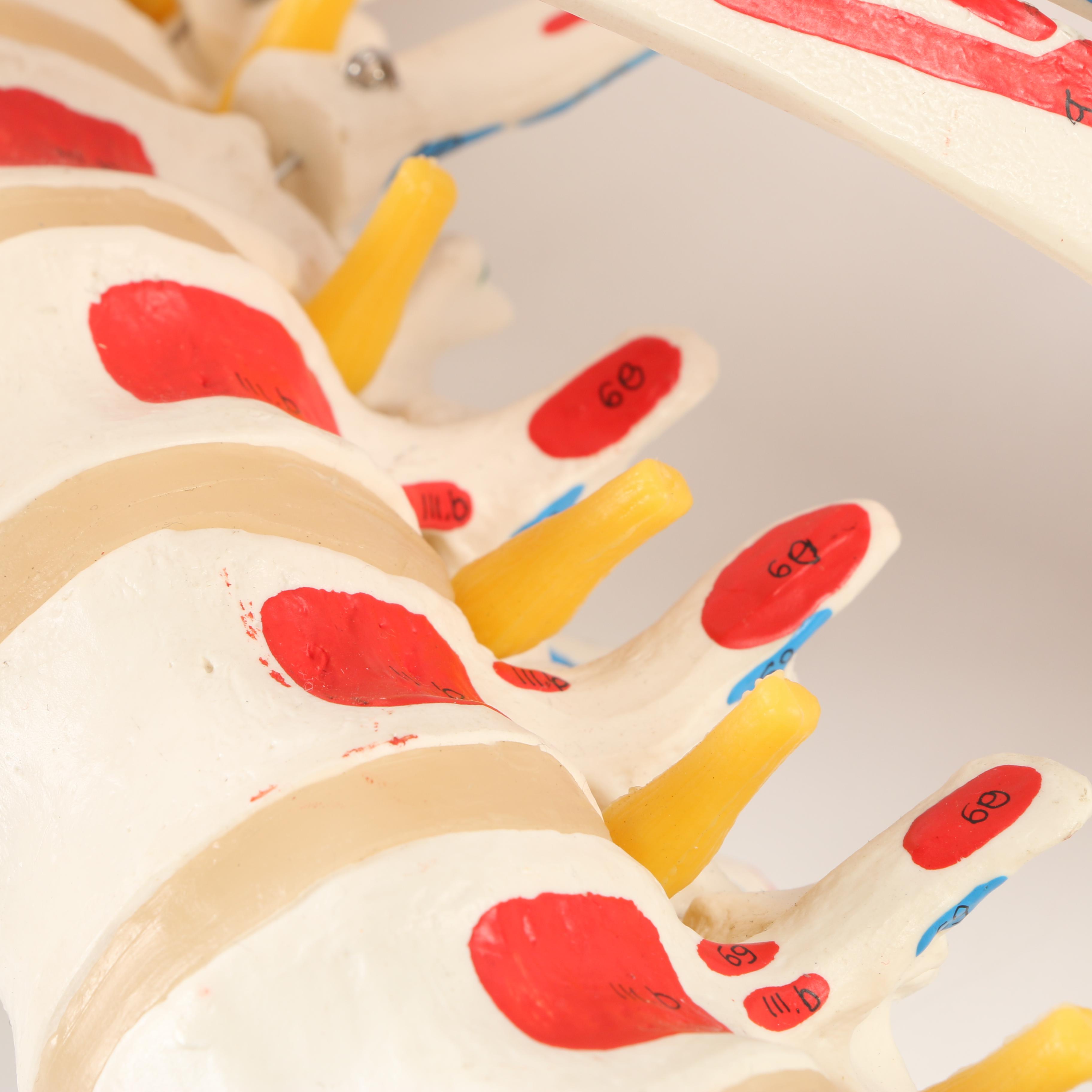 Plastic Skeleton Torso and Skull