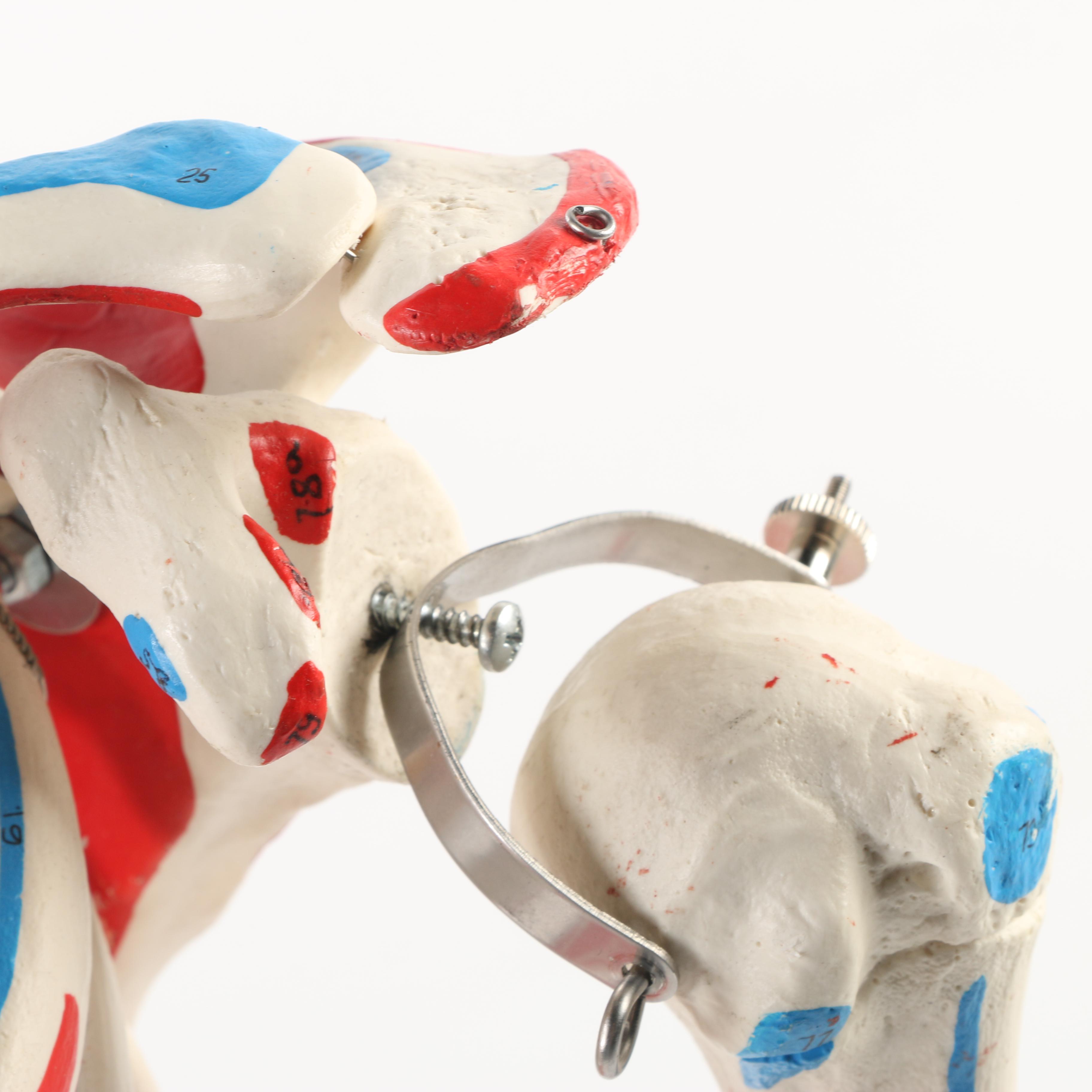 Plastic Skeleton Torso and Skull