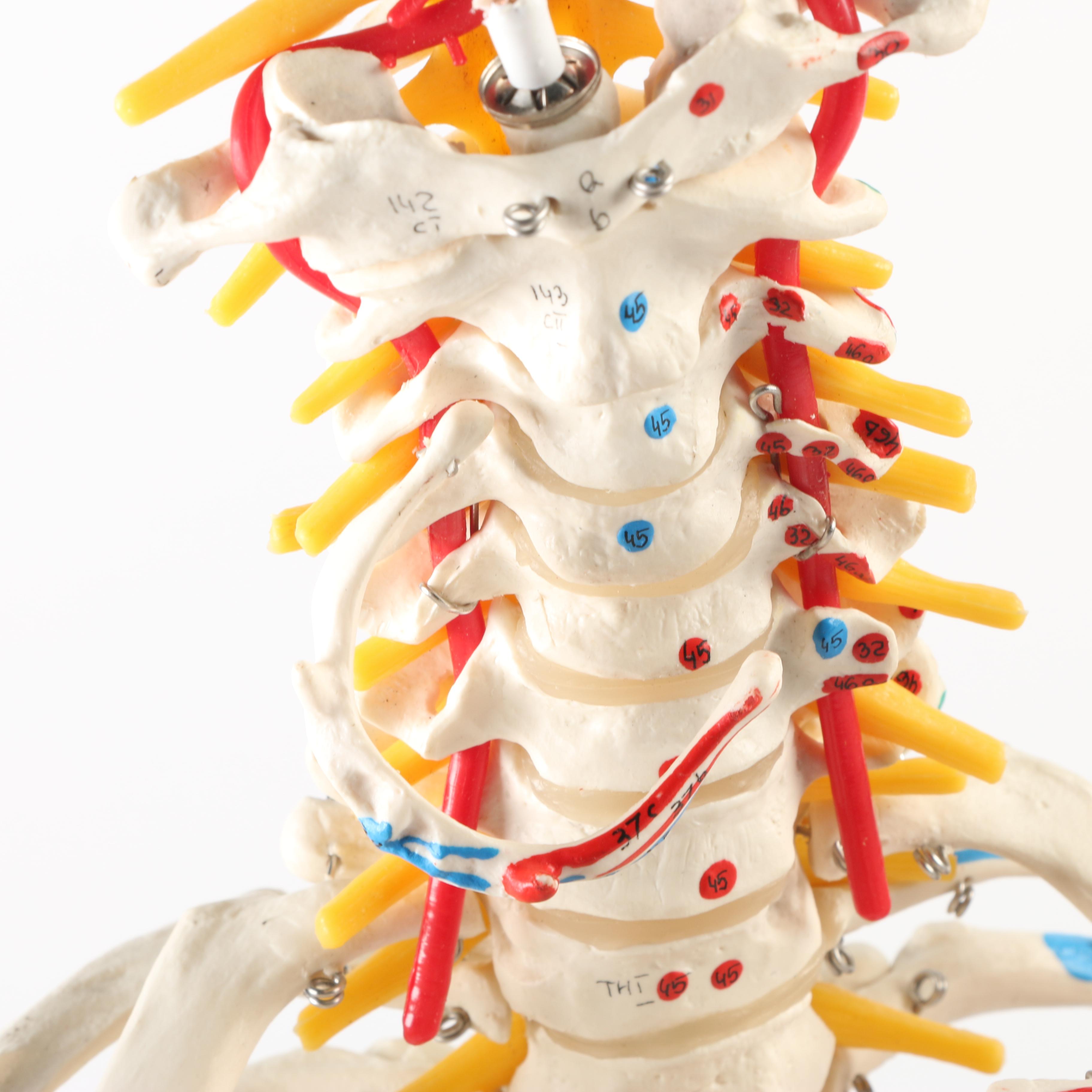 Plastic Skeleton Torso and Skull