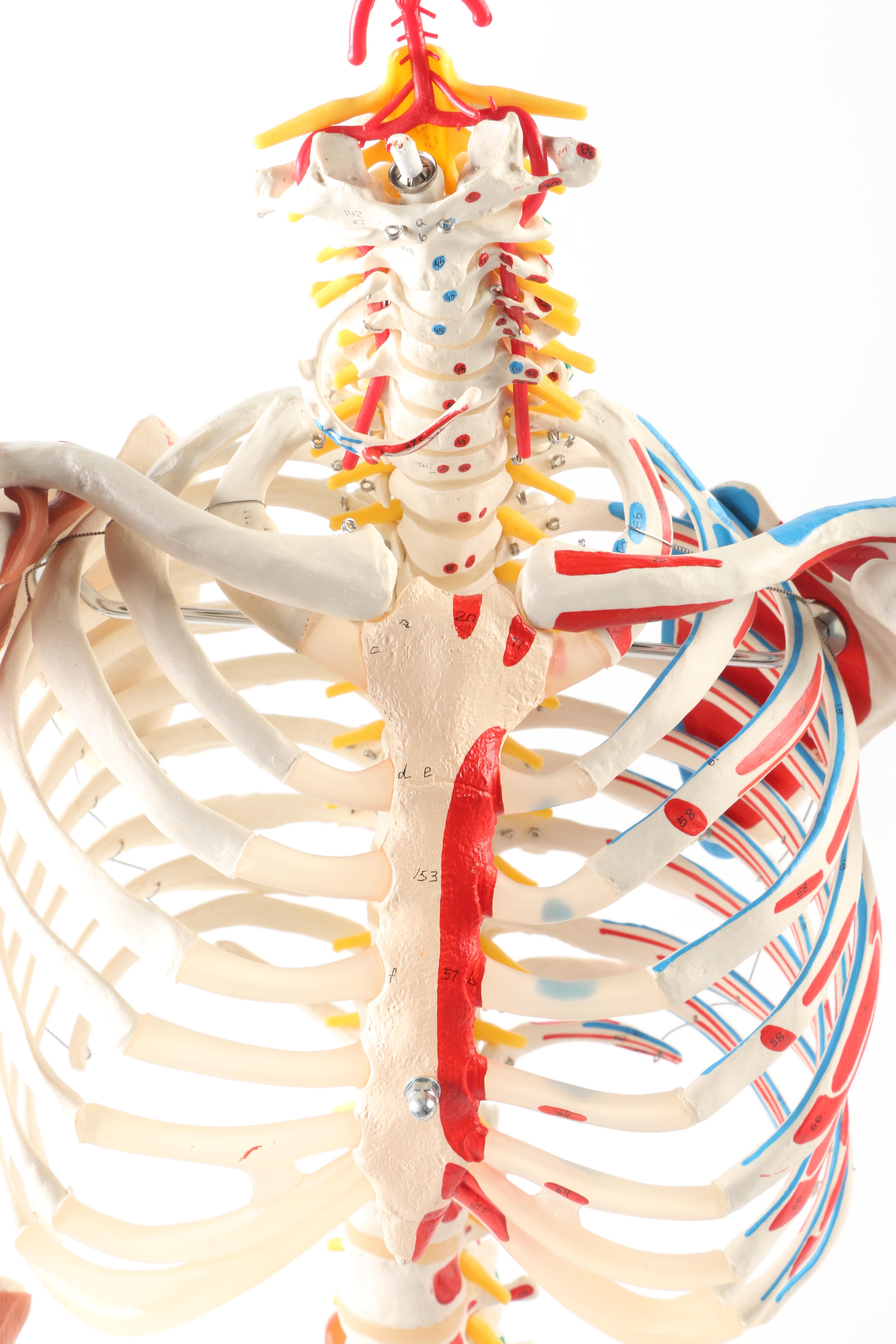 Plastic Skeleton Torso and Skull