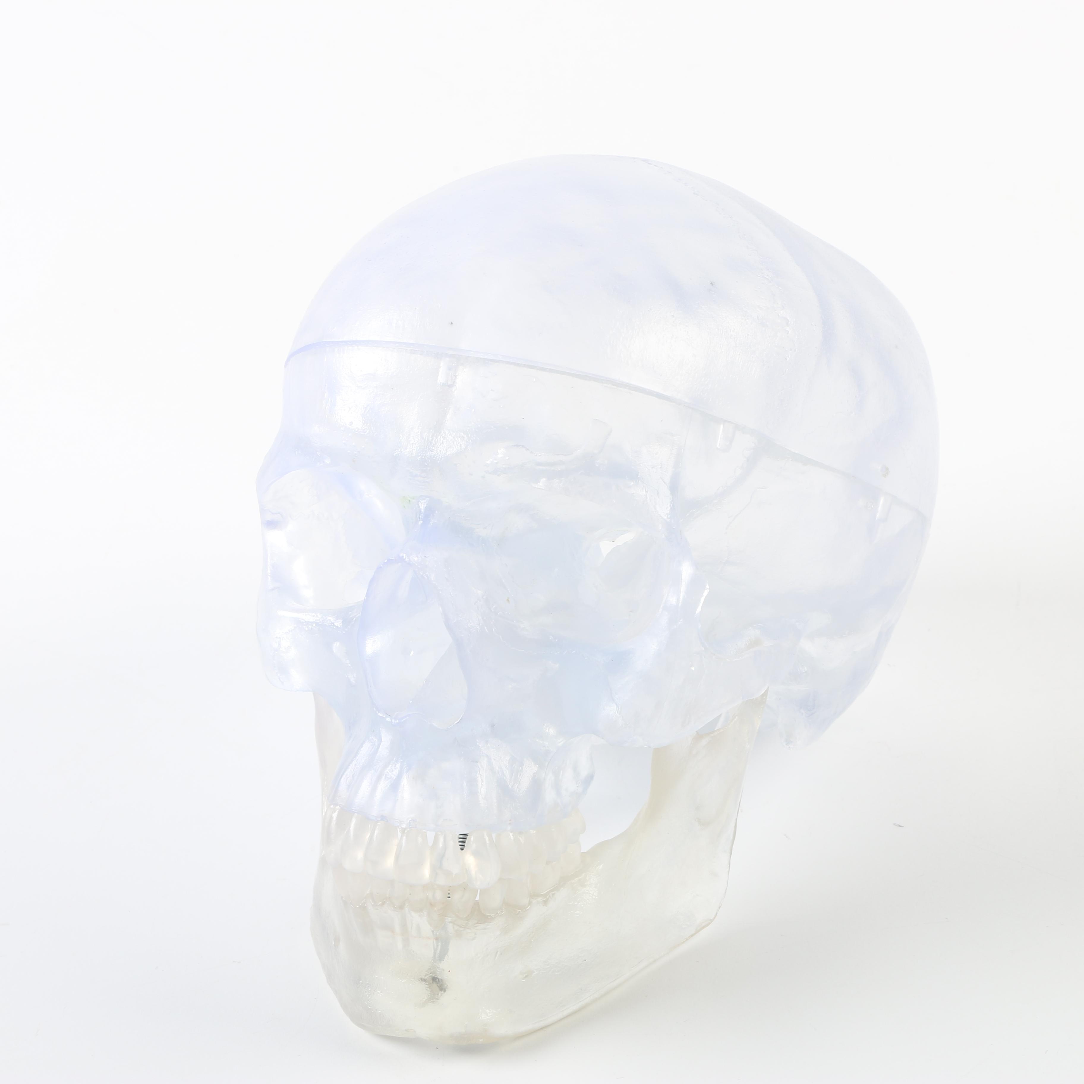 Plastic Skeleton Torso and Skull