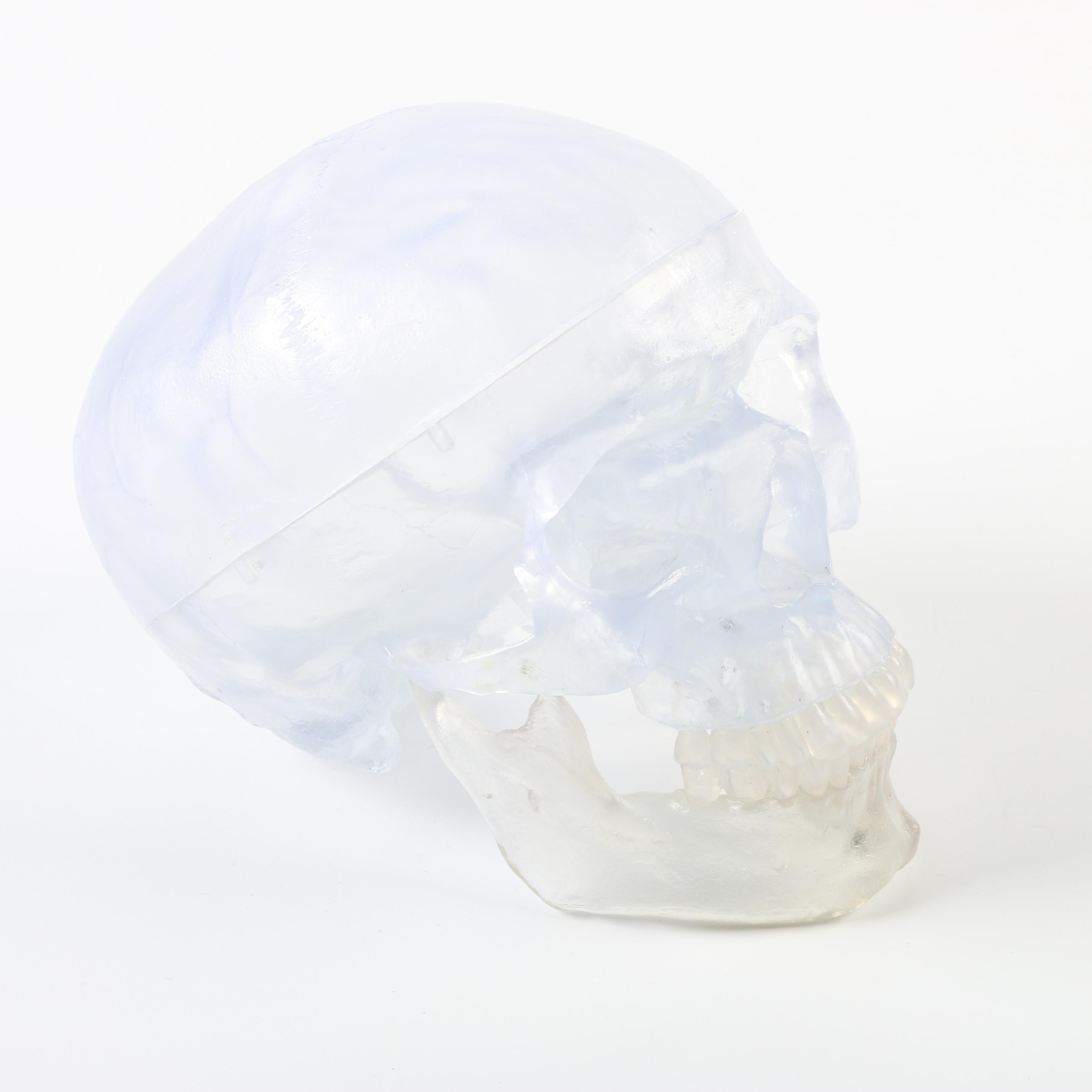 Plastic Skeleton Torso and Skull