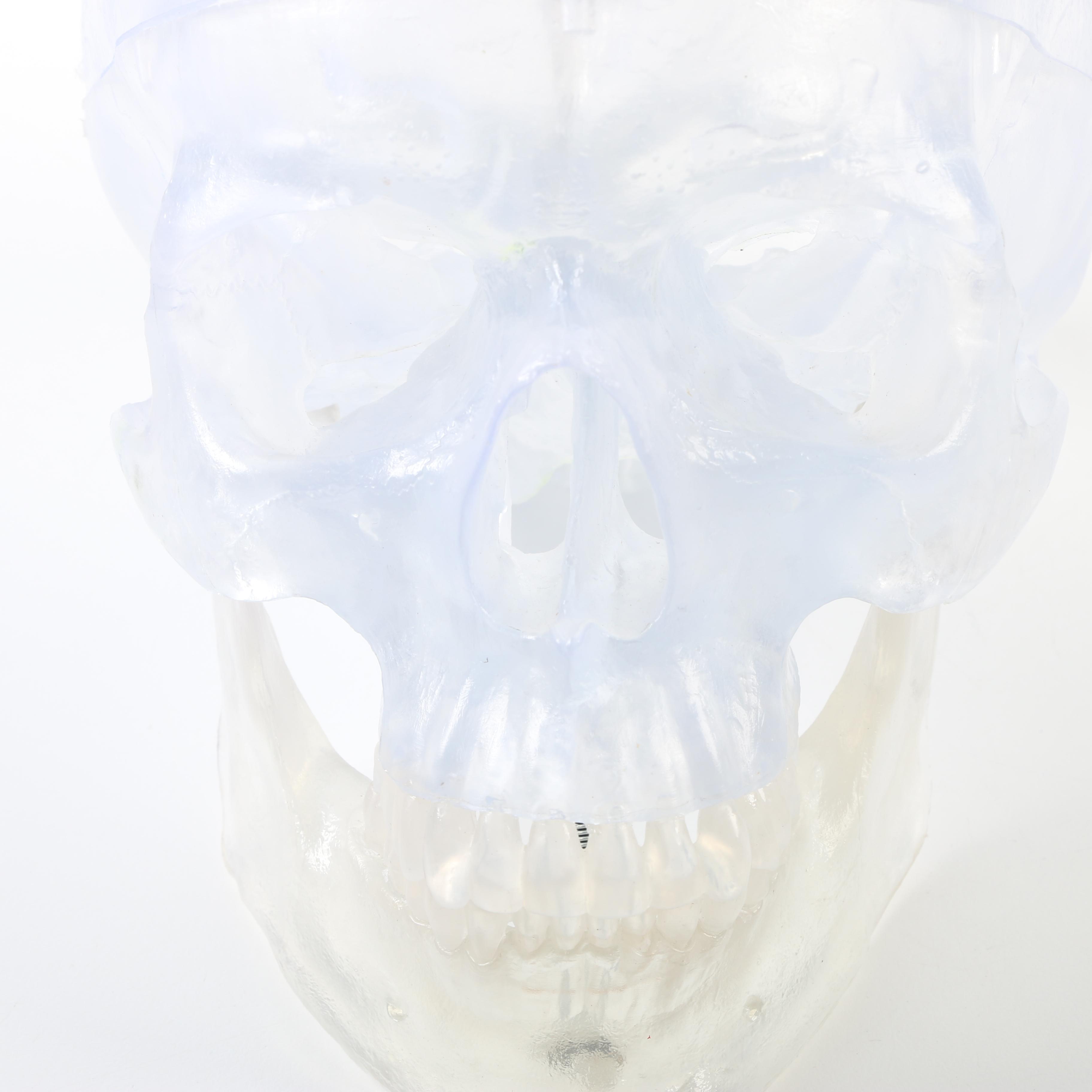 Plastic Skeleton Torso and Skull