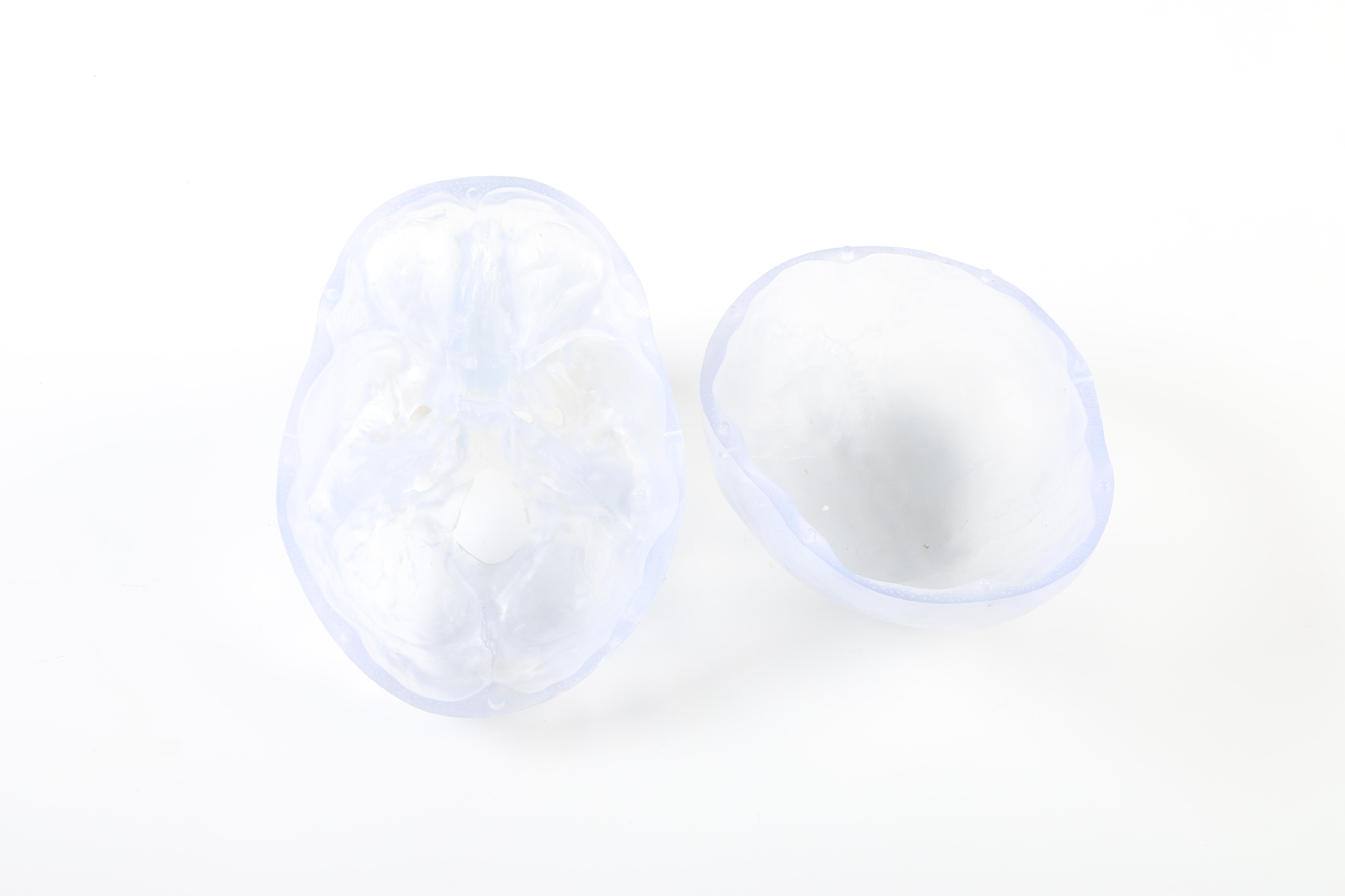 Plastic Skeleton Torso and Skull