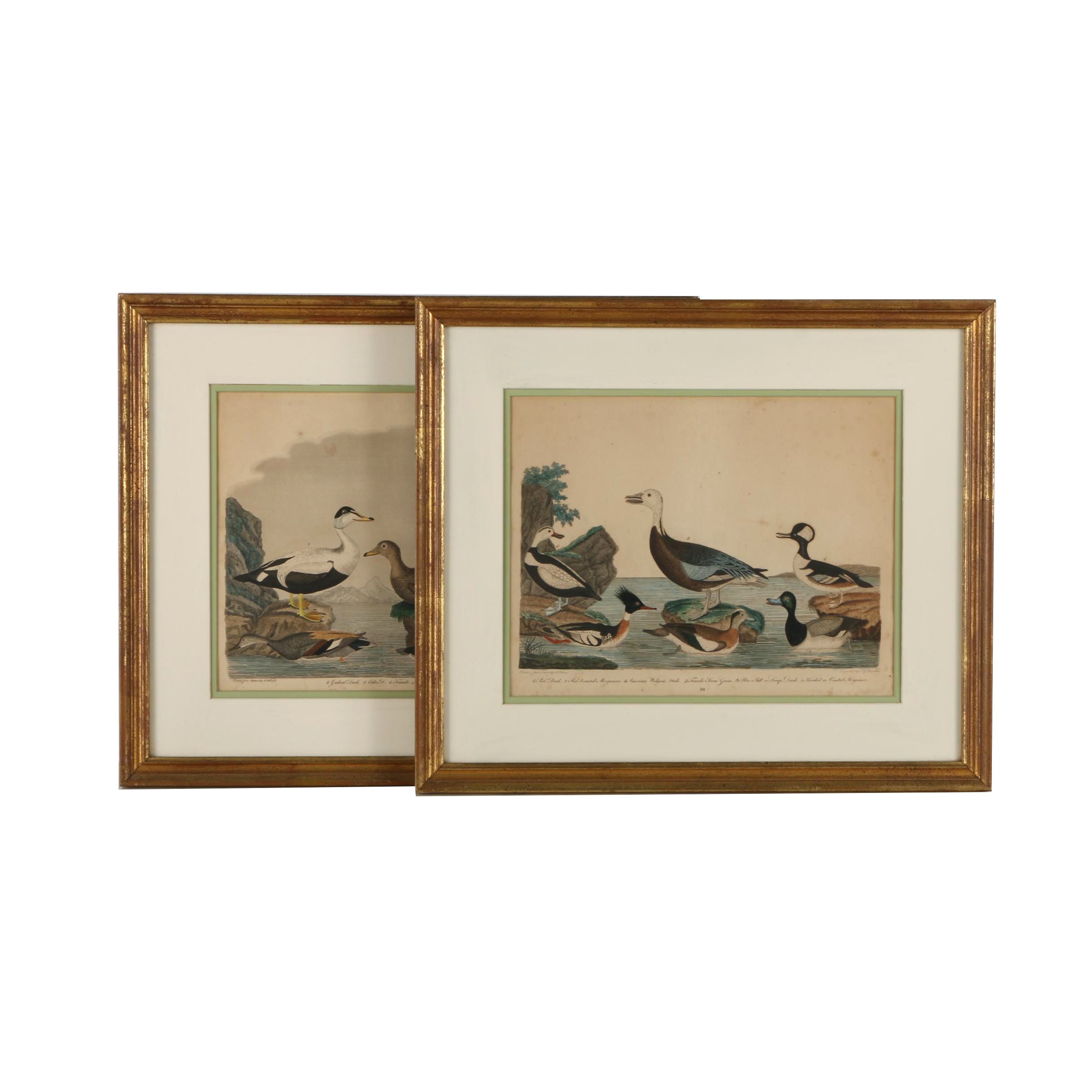Alexander Lawson Engravings After Alexander Wilson Drawings of Ducks