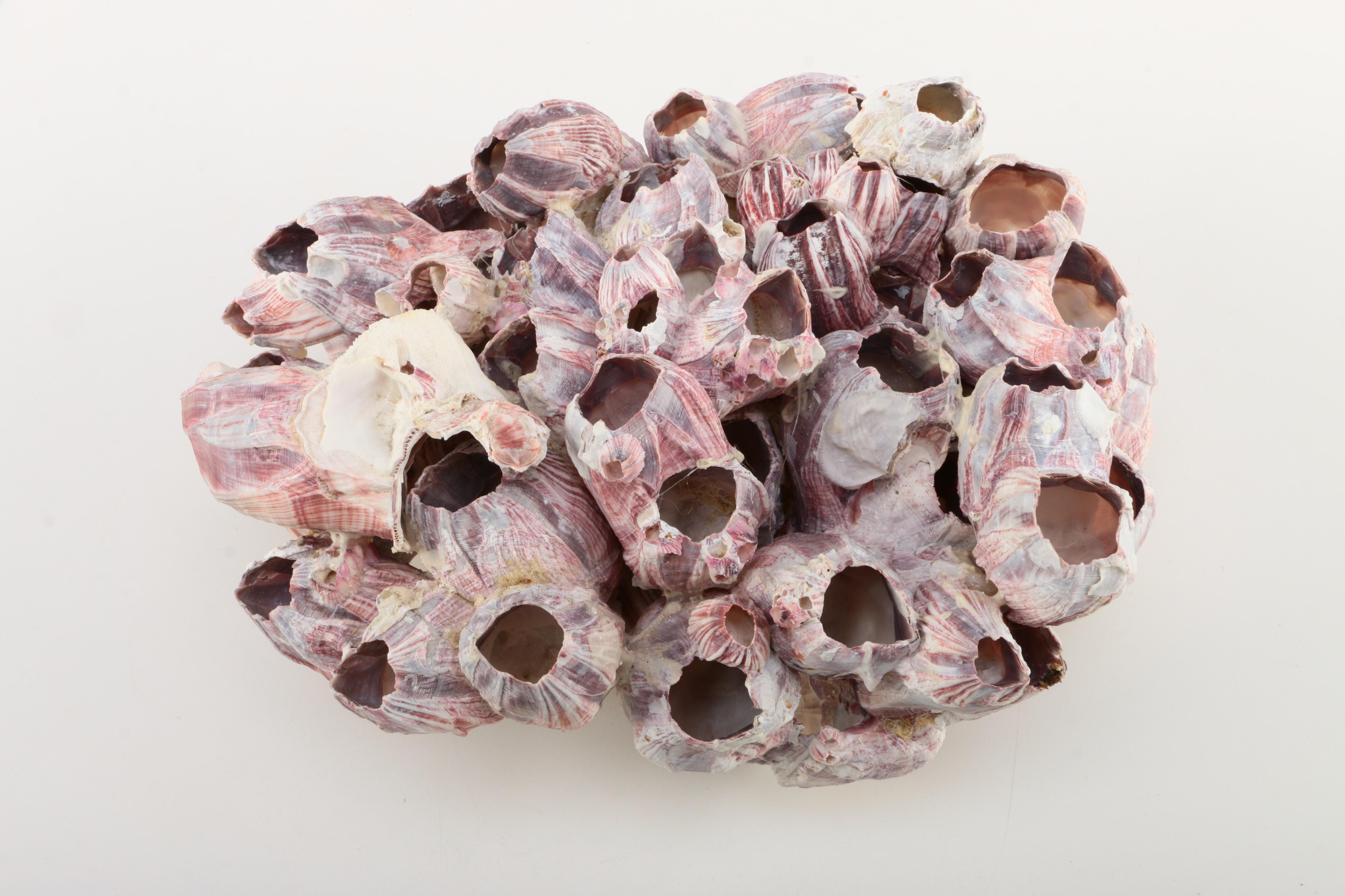Recent Marine Fossil Specimens