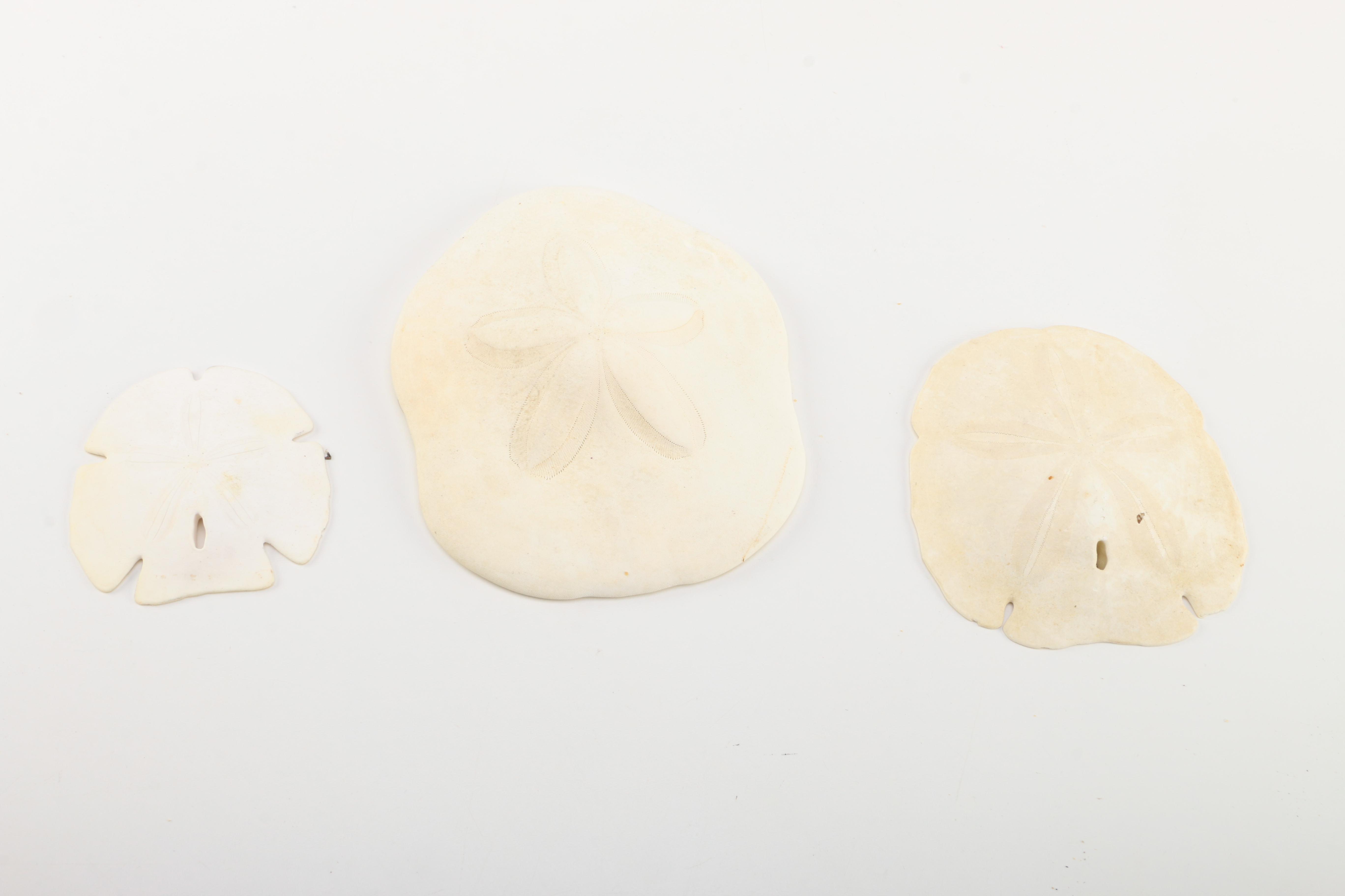 Recent Marine Fossil Specimens