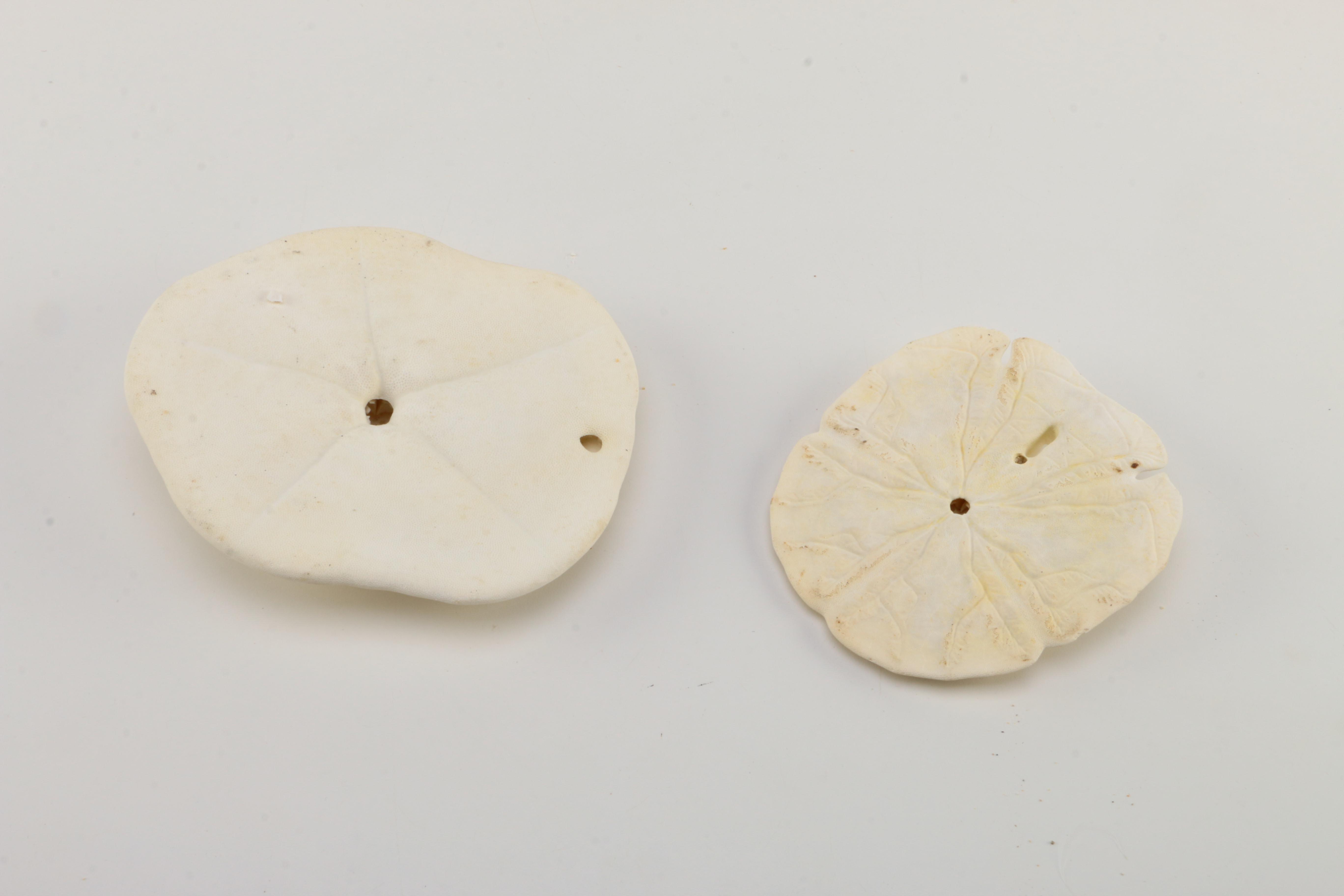 Recent Marine Fossil Specimens