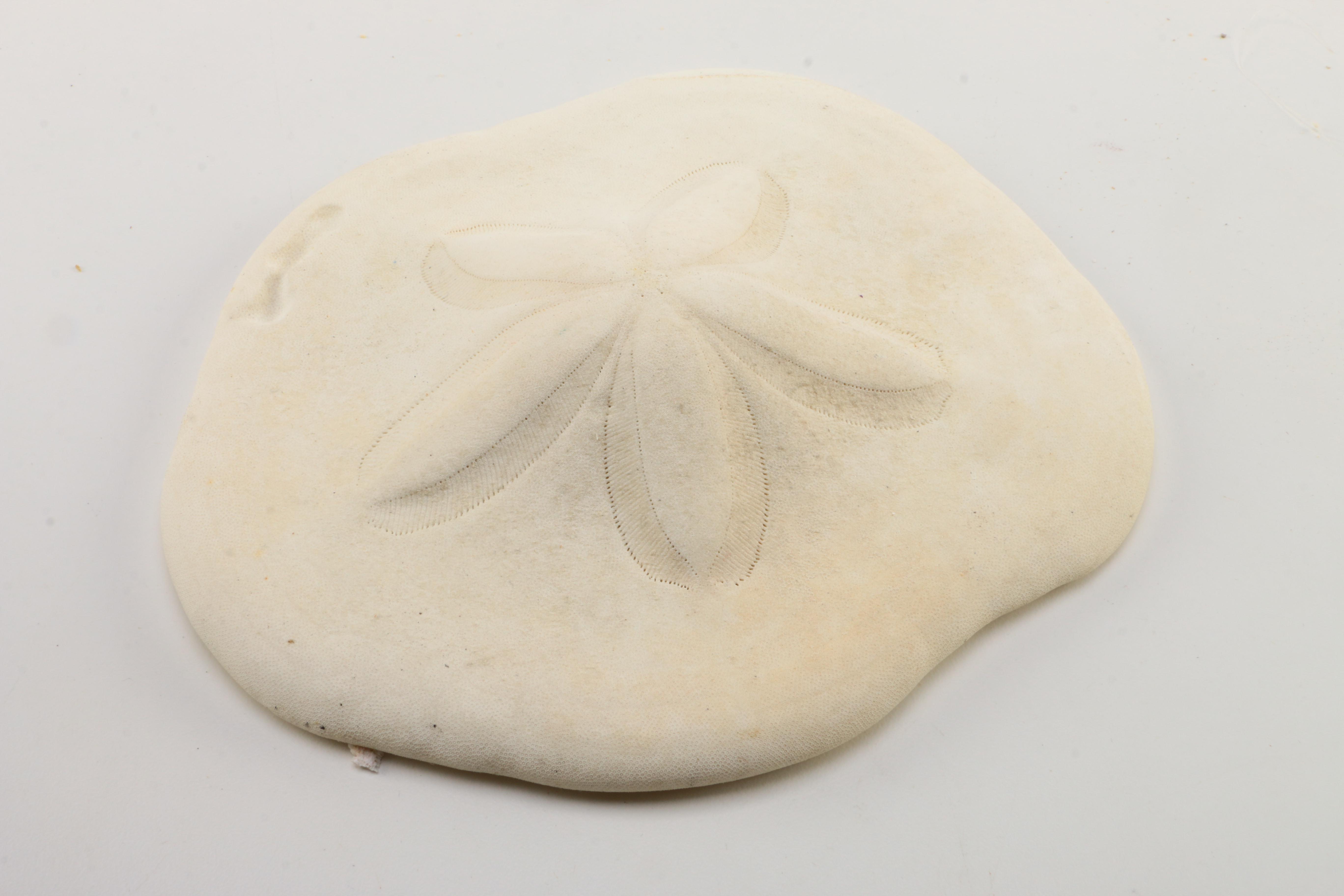 Recent Marine Fossil Specimens