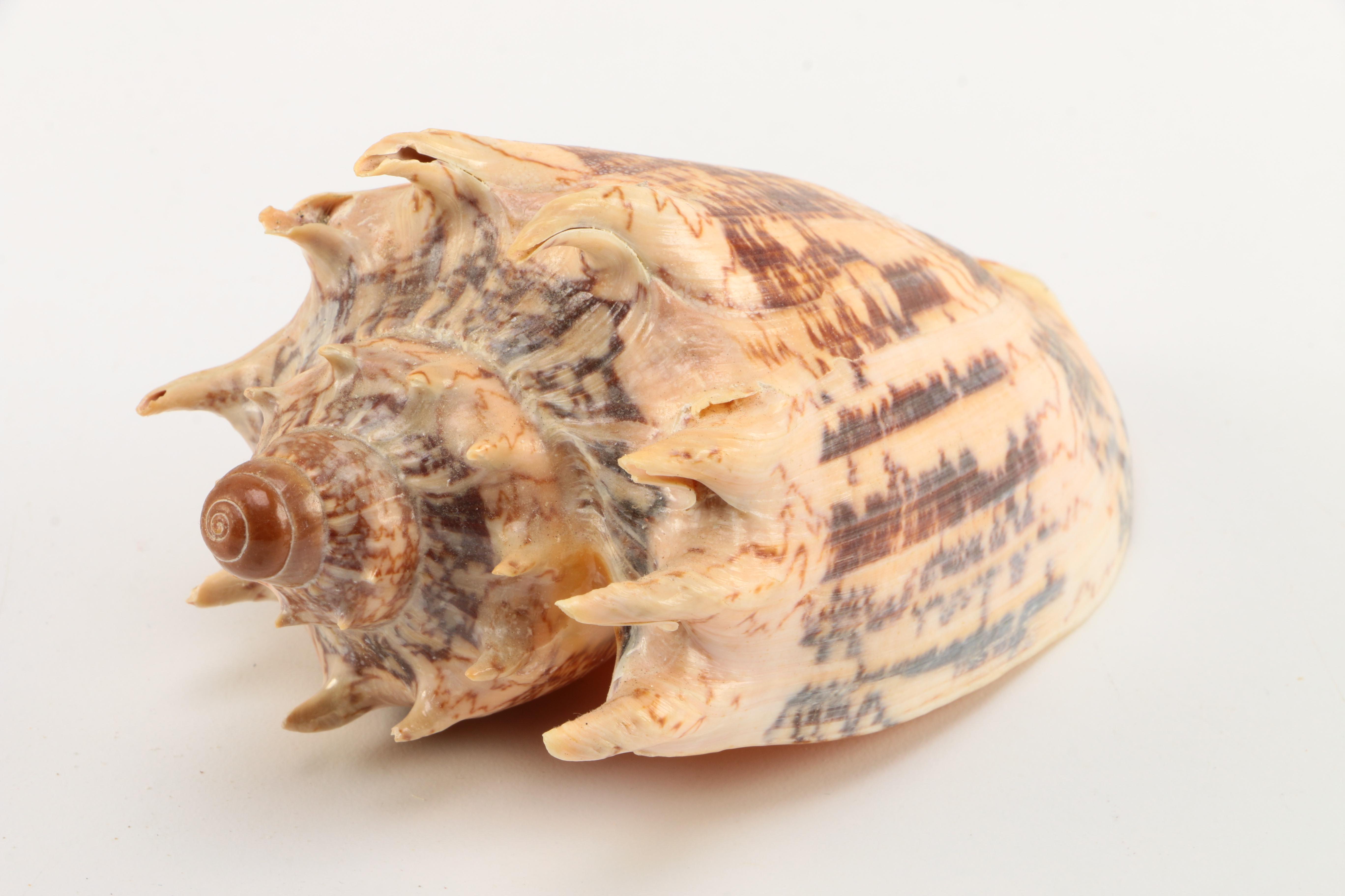 Recent Marine Fossil Specimens
