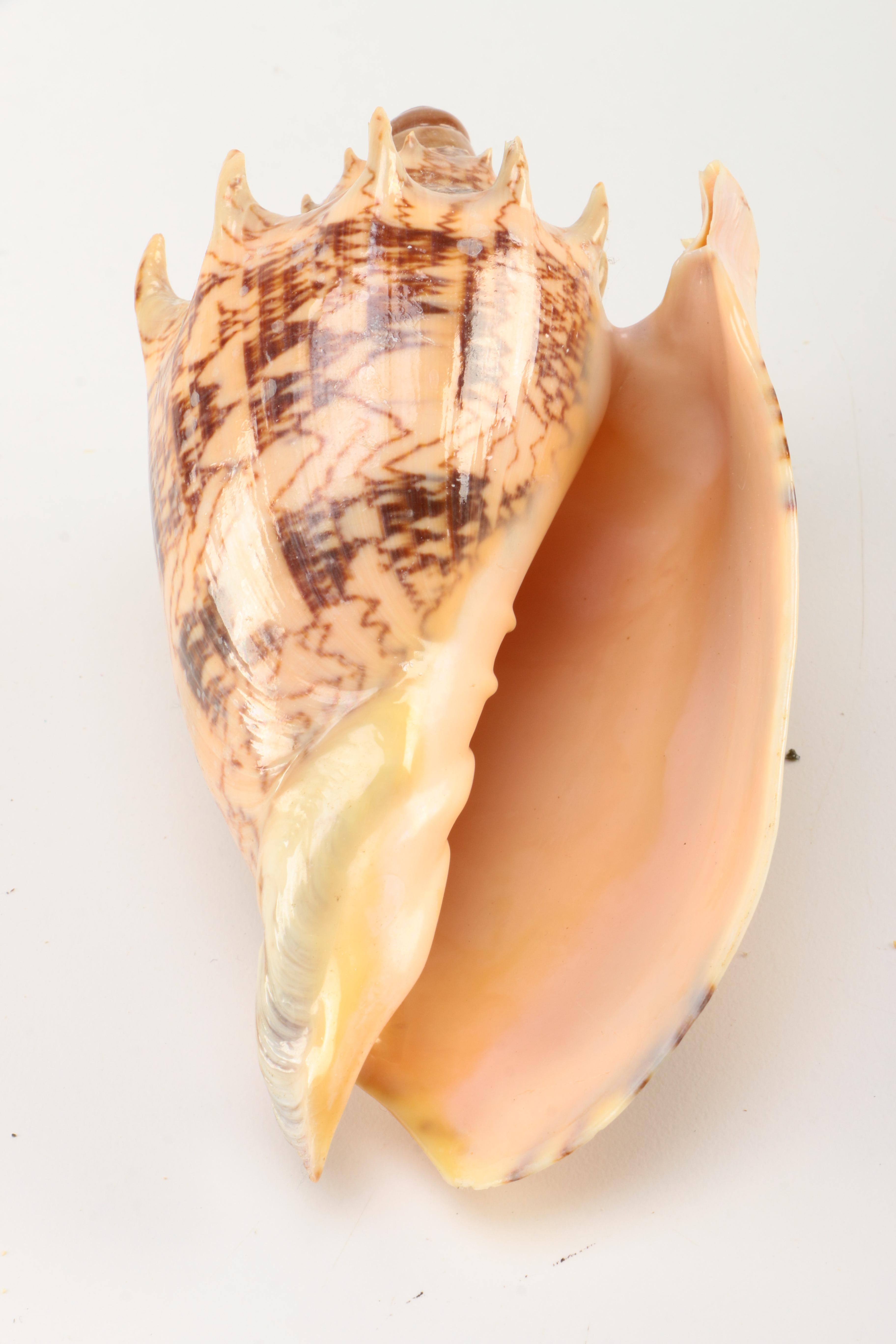 Recent Marine Fossil Specimens