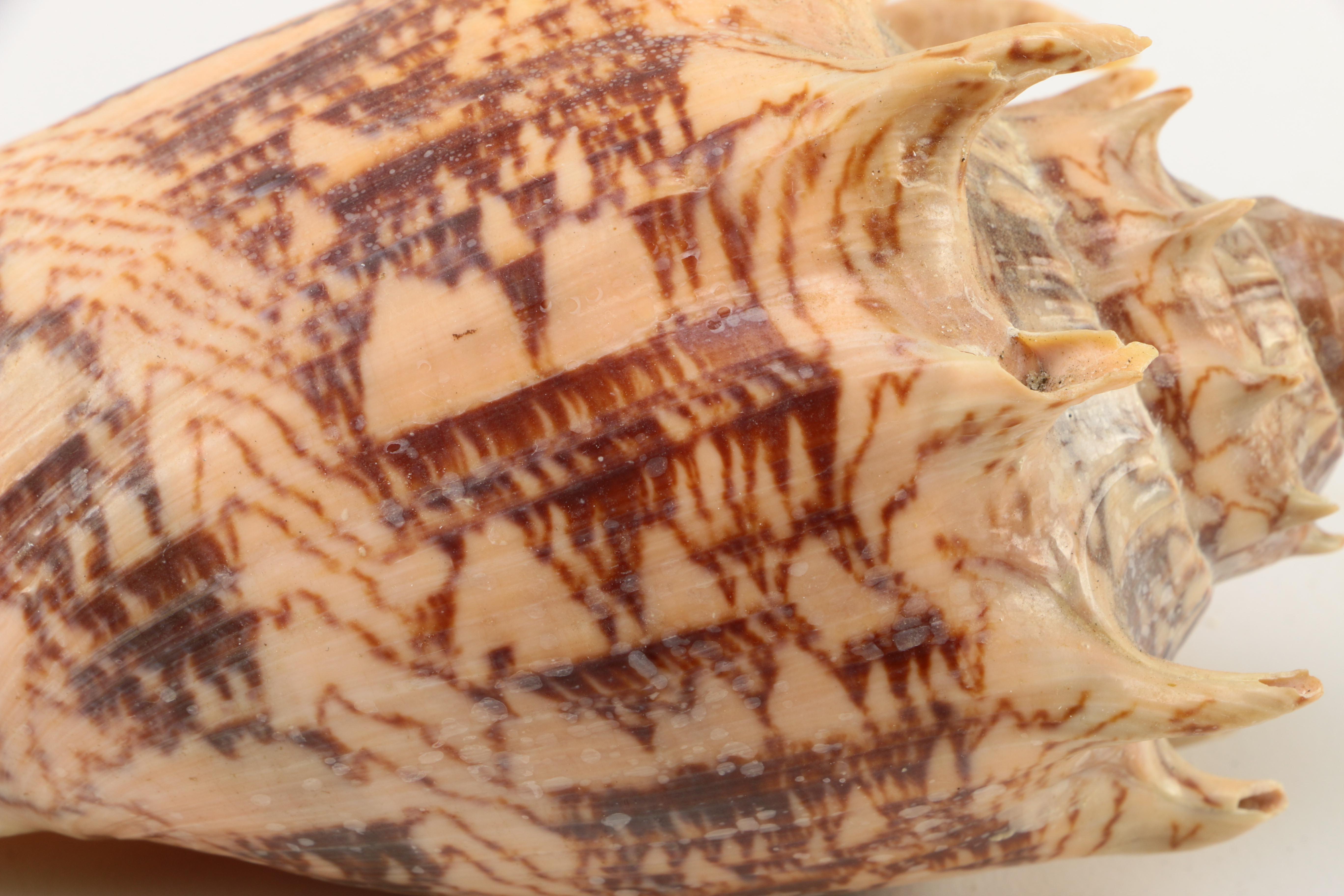 Recent Marine Fossil Specimens