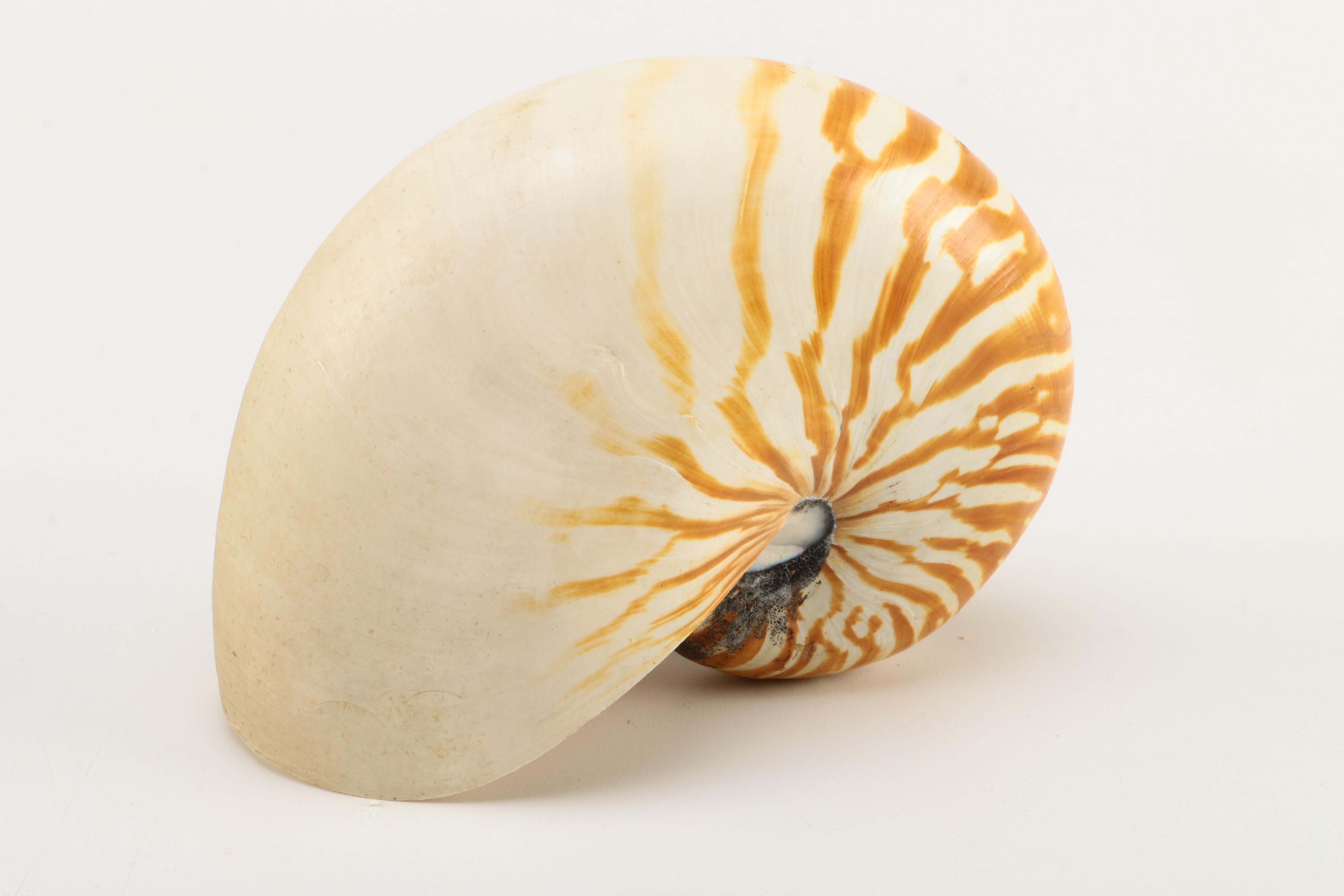 Recent Marine Fossil Specimens