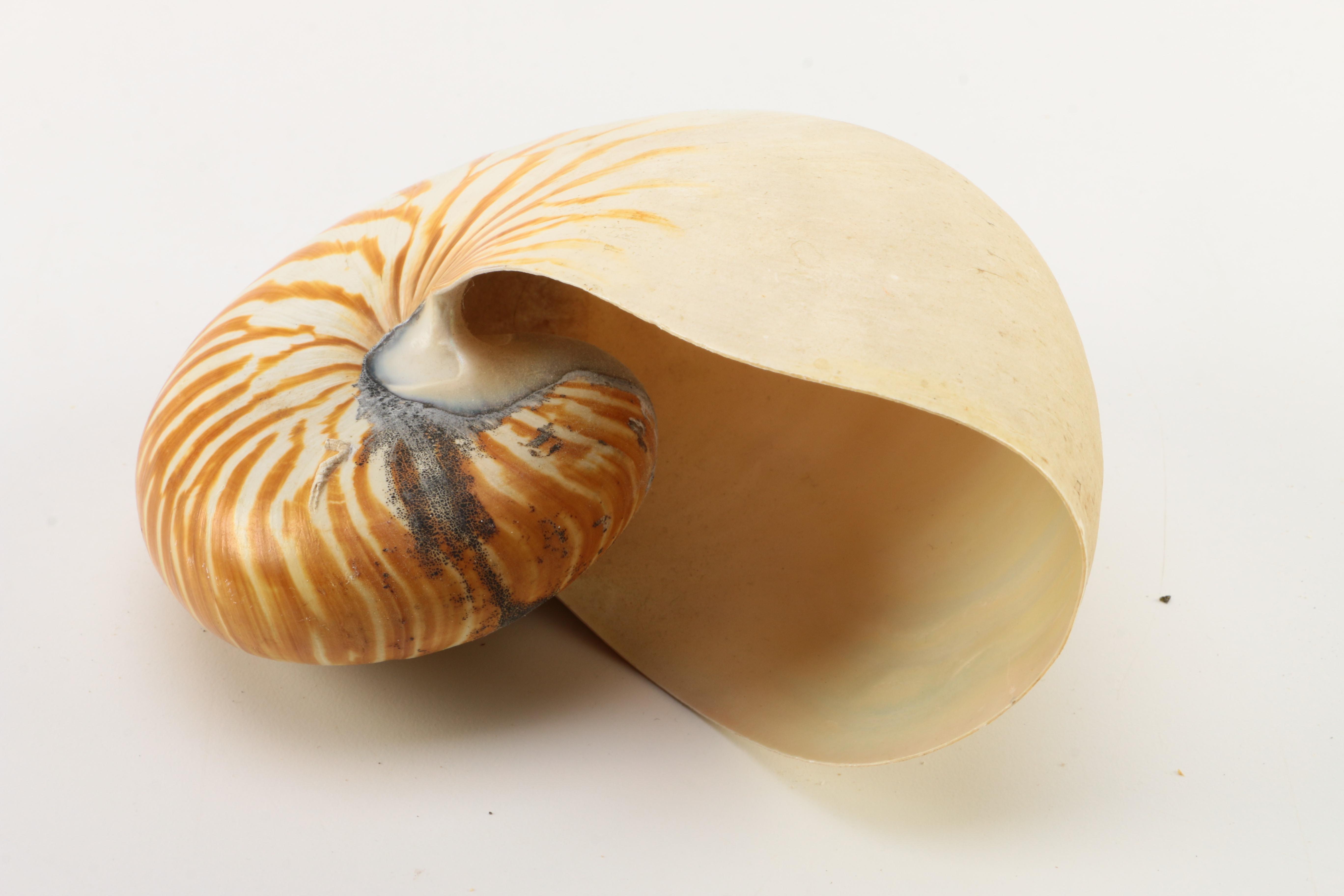 Recent Marine Fossil Specimens