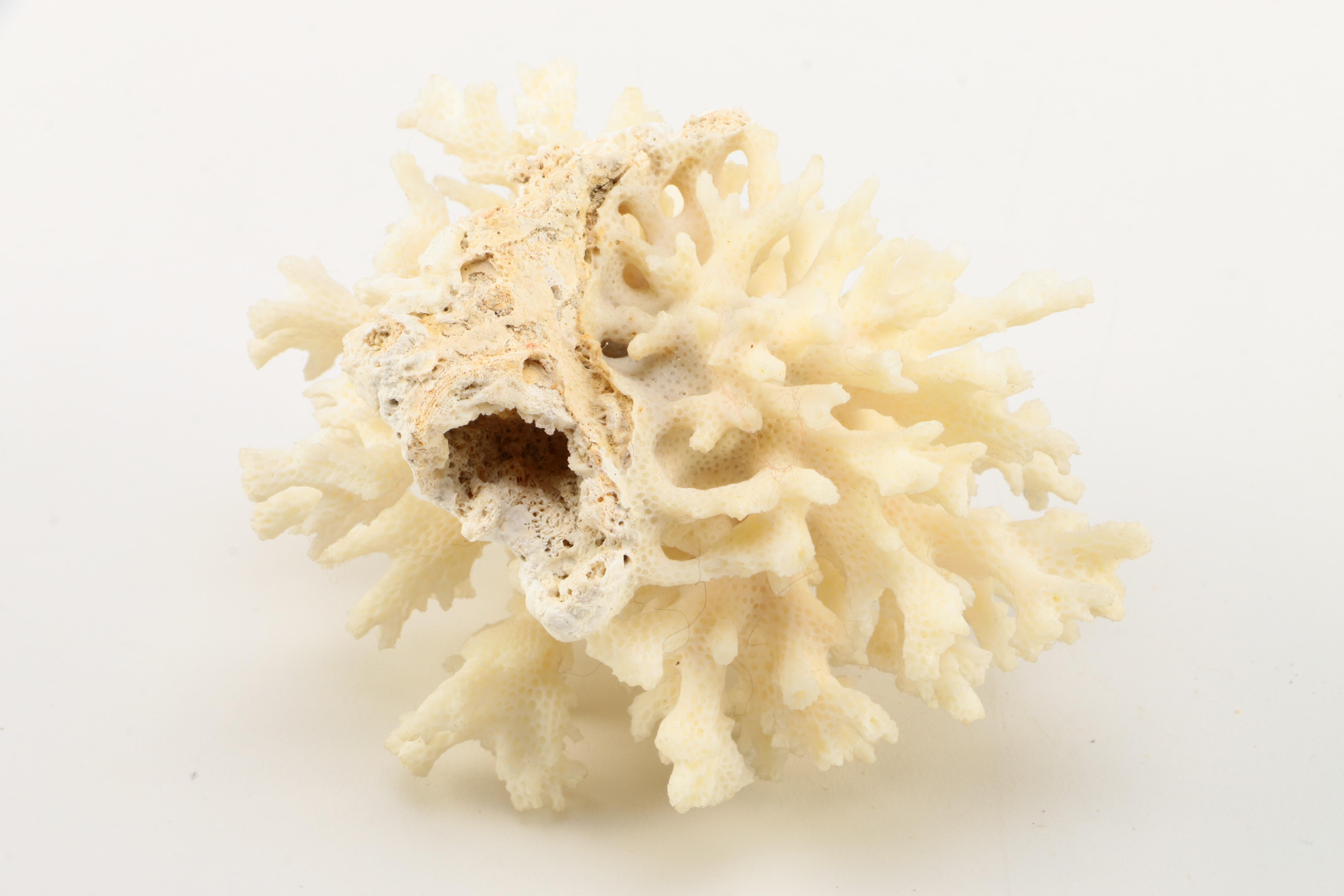 Recent Marine Fossil Specimens