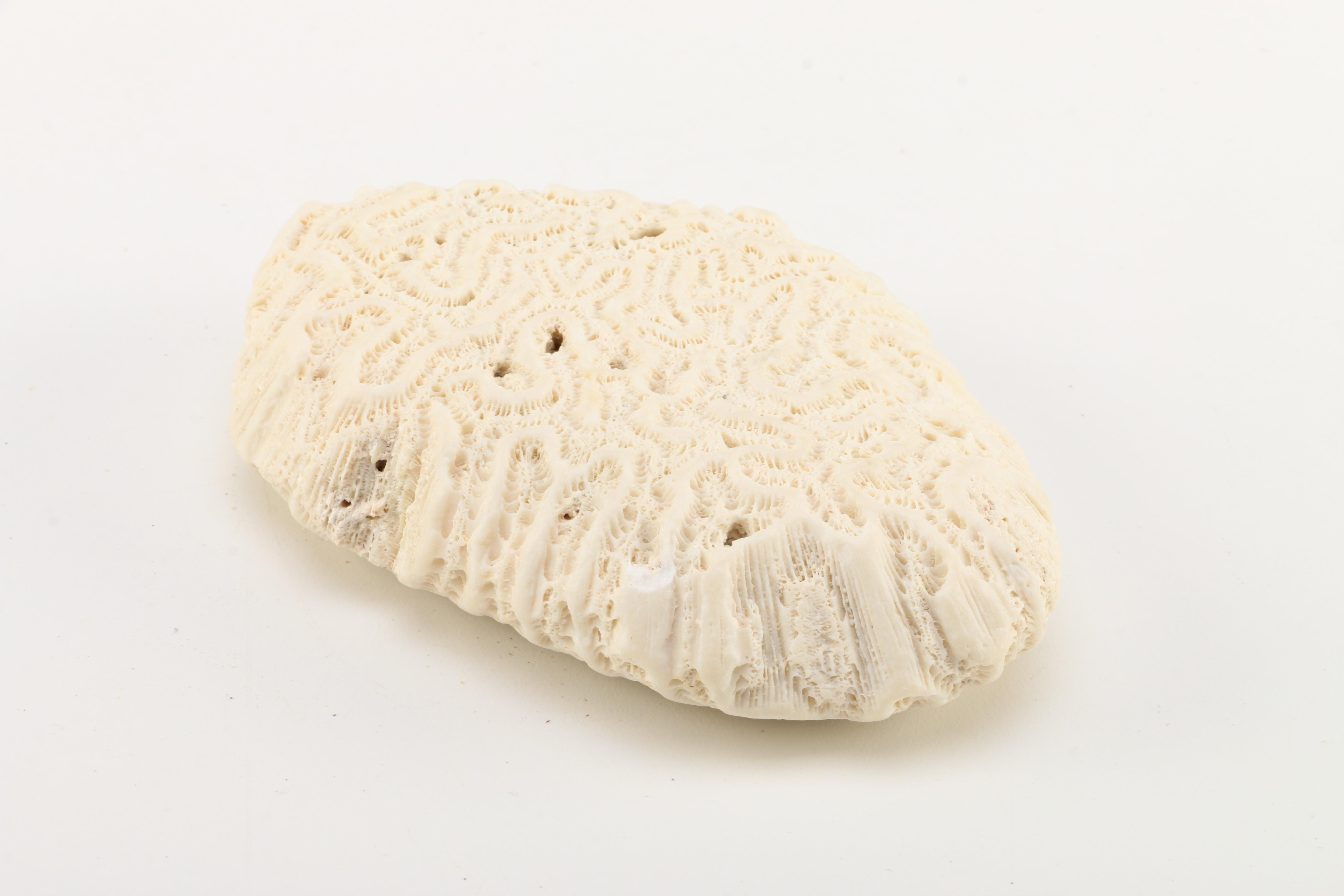 Recent Marine Fossil Specimens