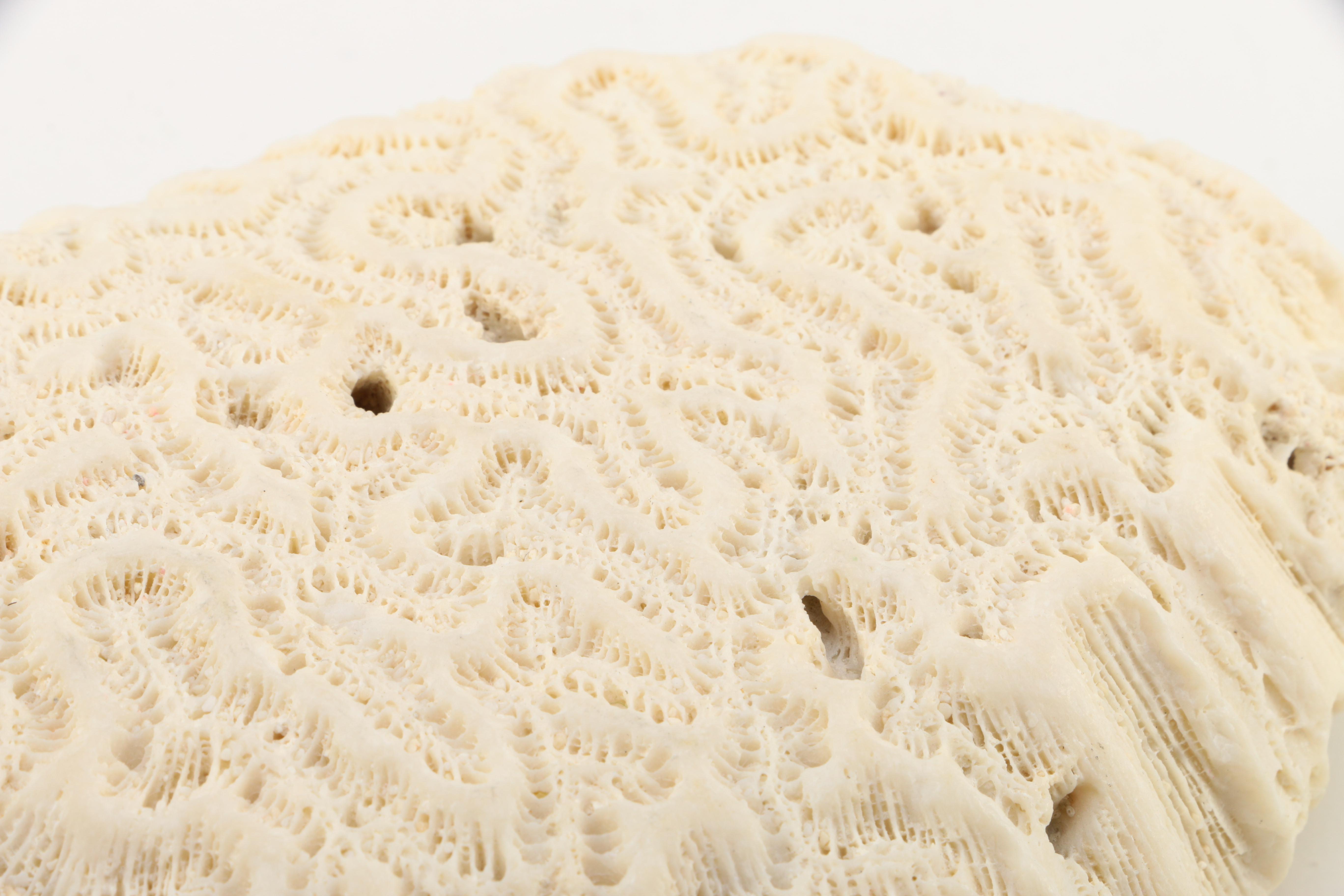 Recent Marine Fossil Specimens