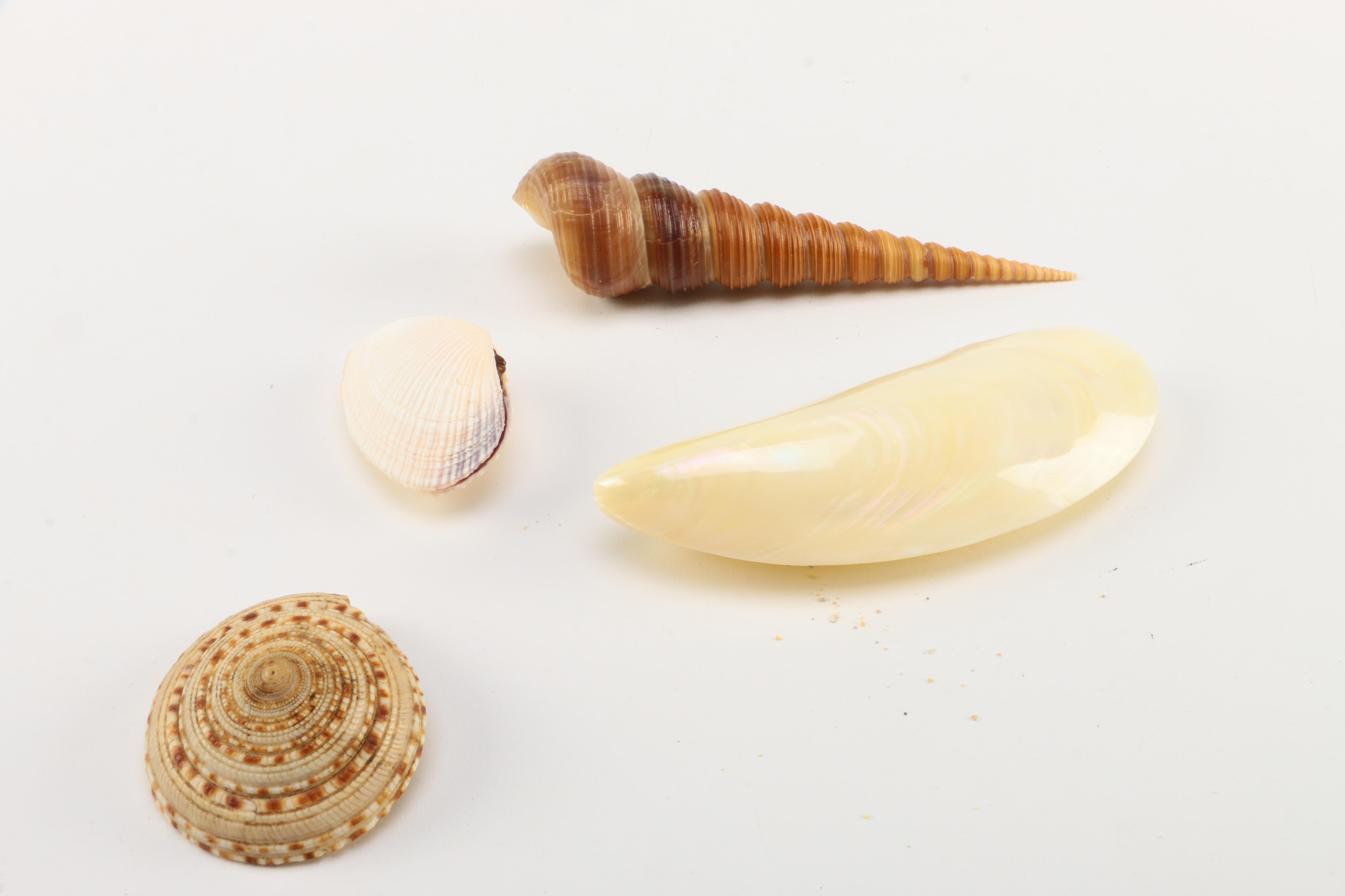 Recent Marine Fossil Specimens