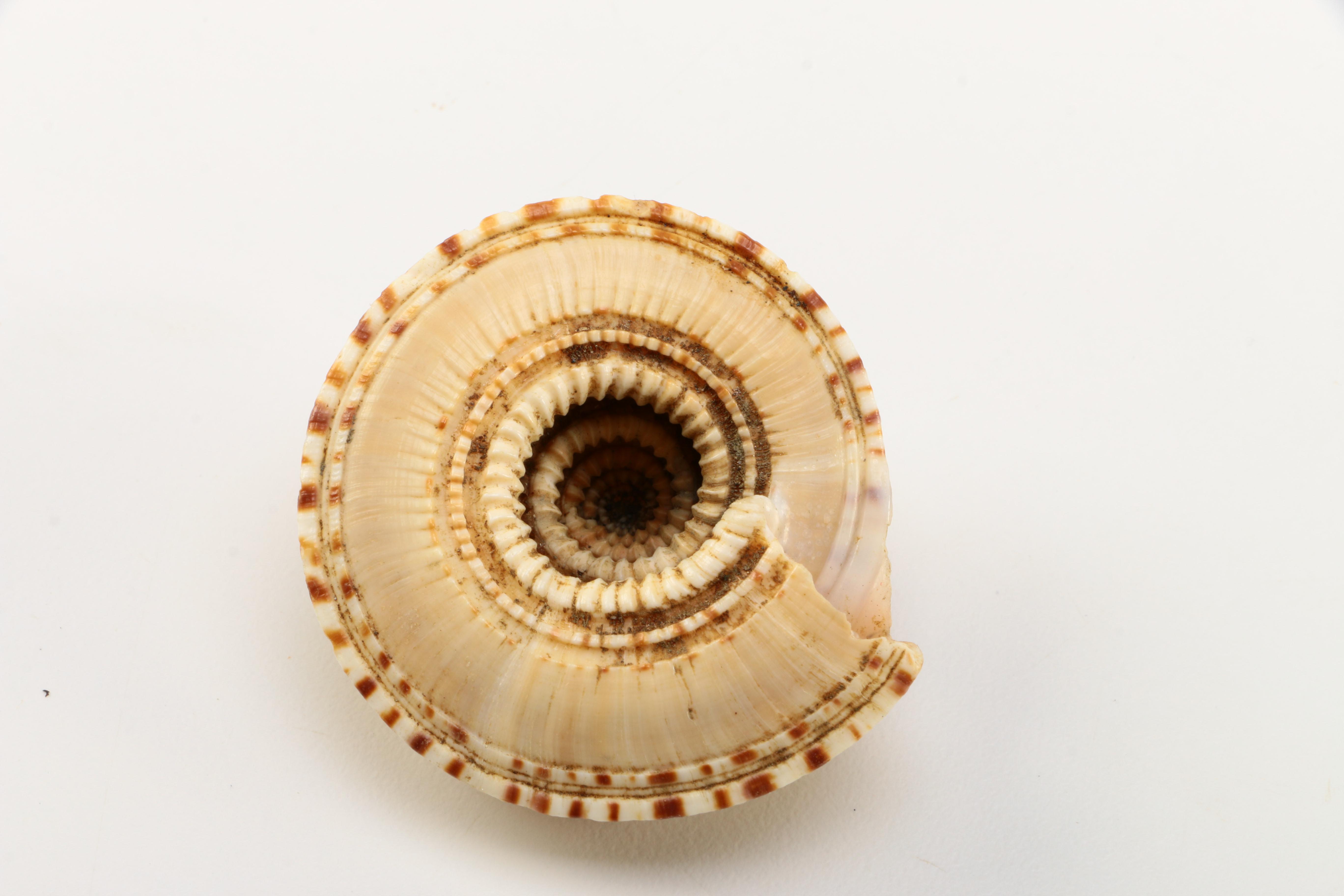 Recent Marine Fossil Specimens