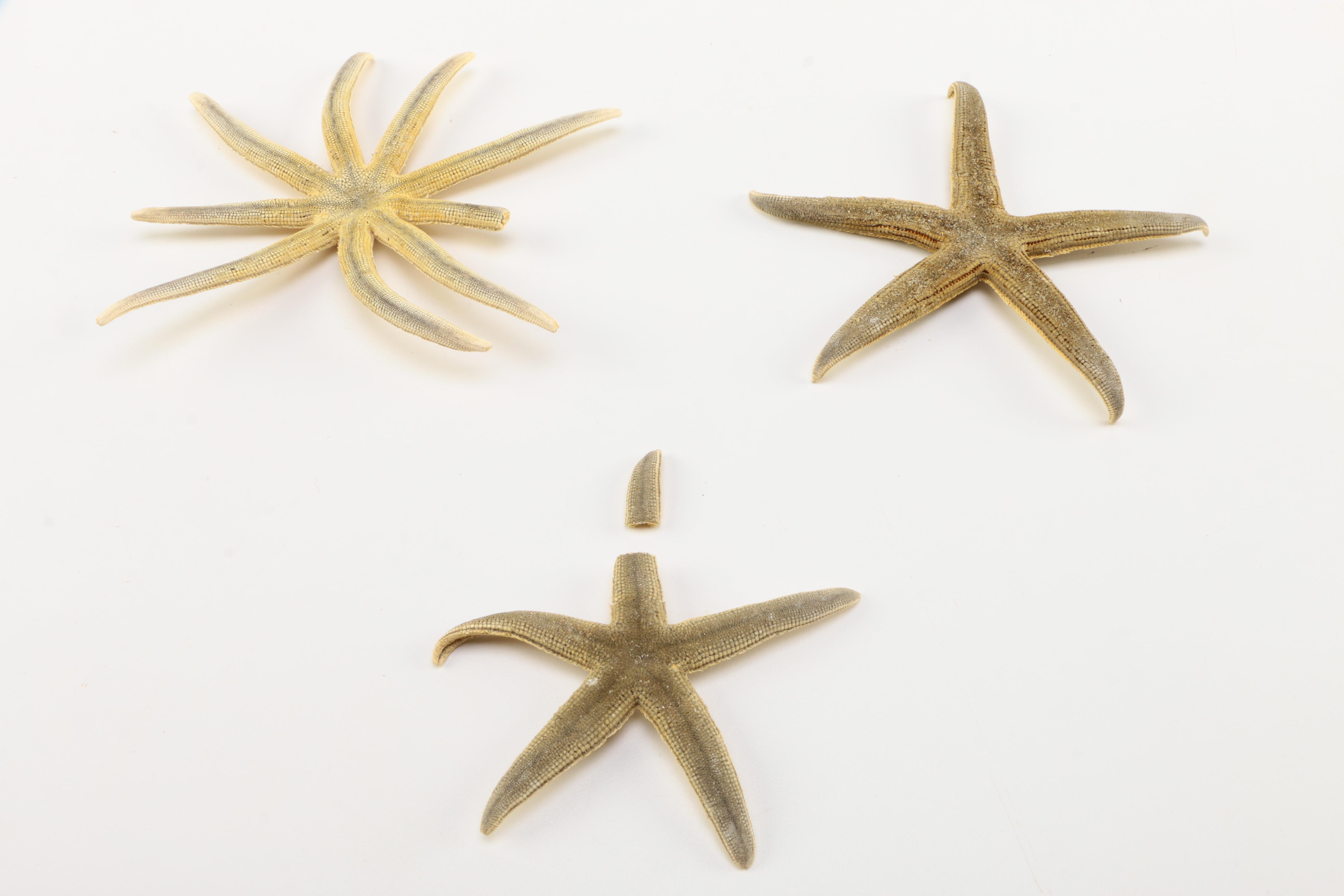Recent Marine Fossil Specimens