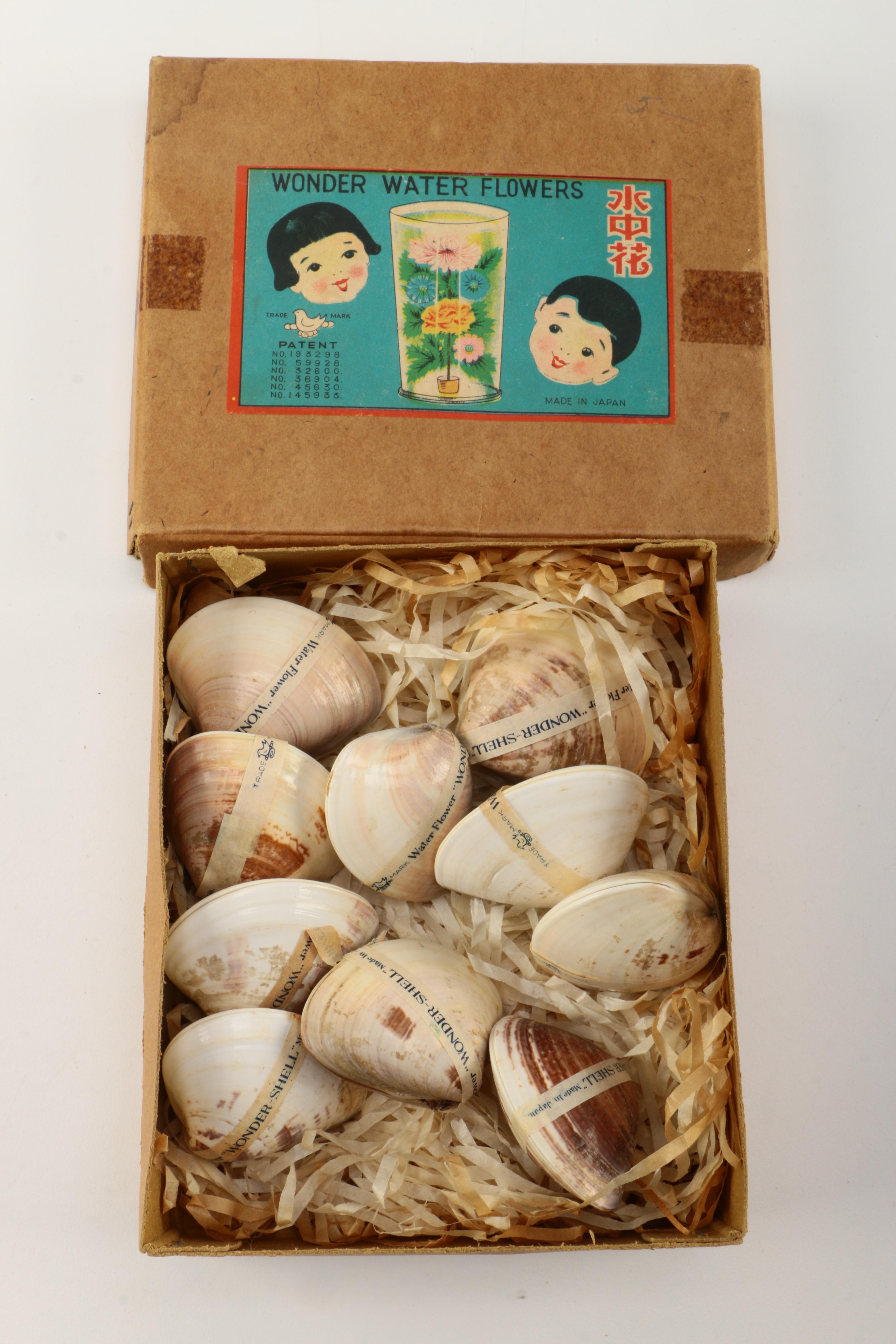 Recent Marine Fossil Specimens