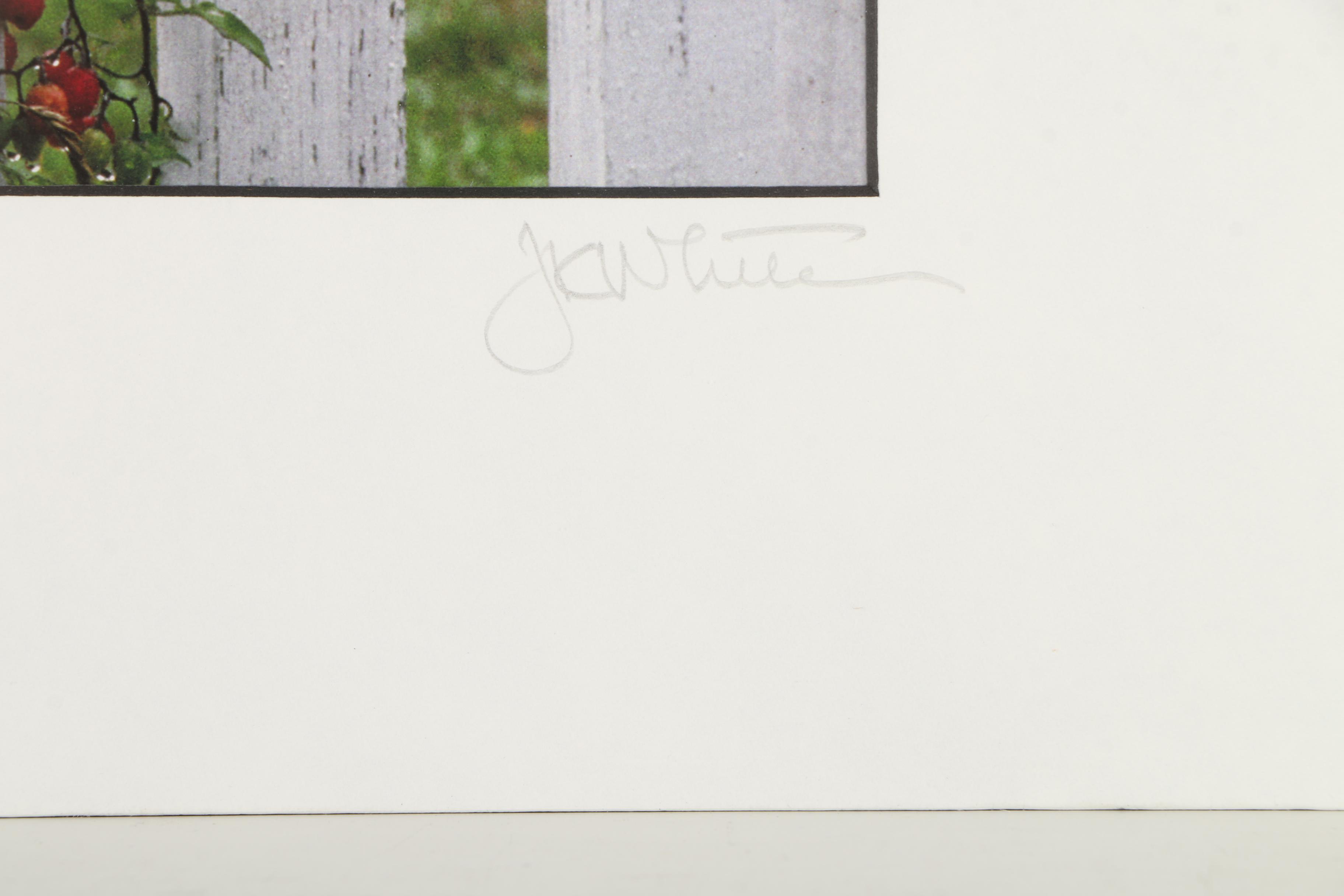 J. Kevin White Digital Photographic Prints on Paper of Bottles on a Shelf and a White Fence With a Berry Bush