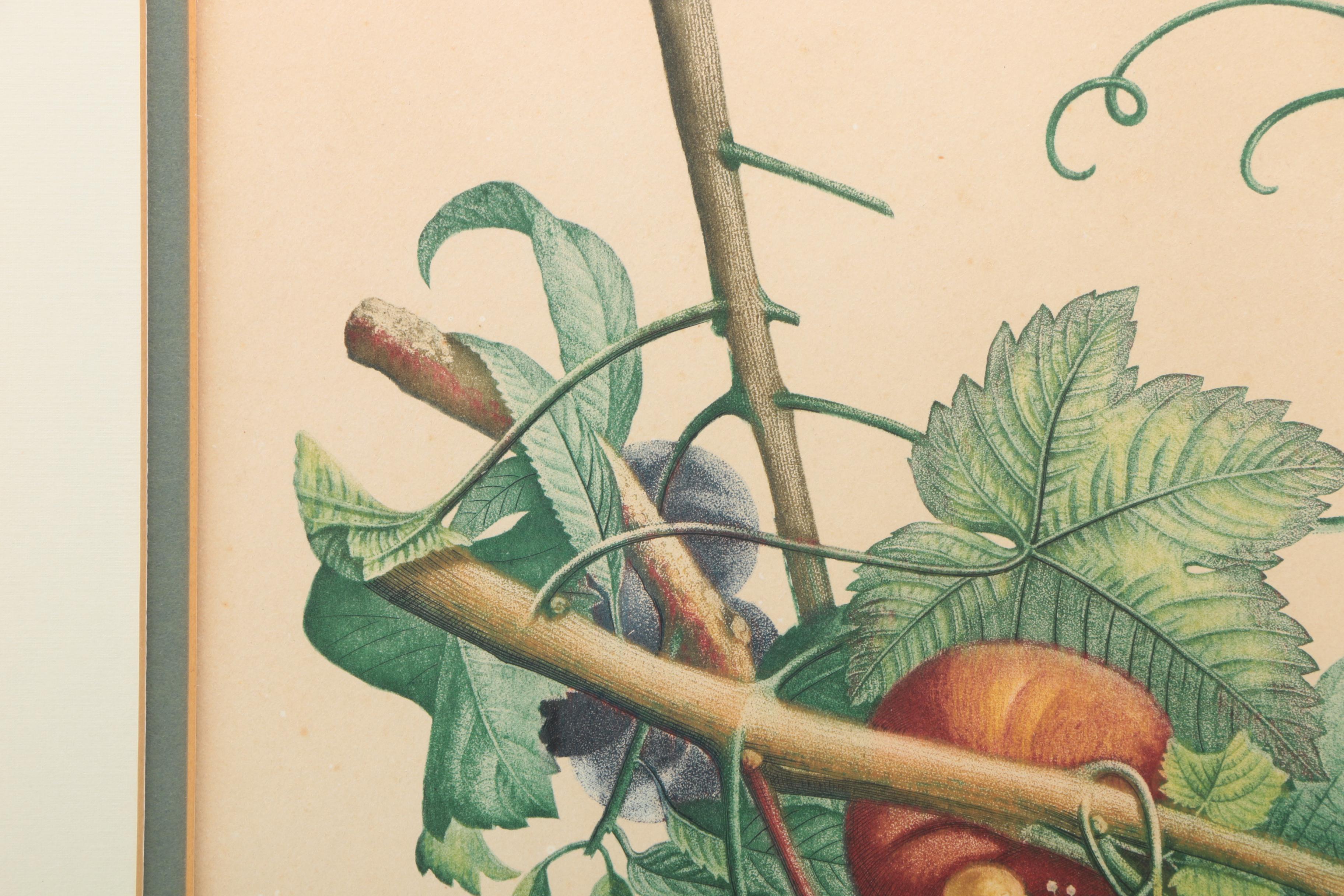 Giclee Print After Jean-Louis Prevost "Chasfelas Muscat et Peches"