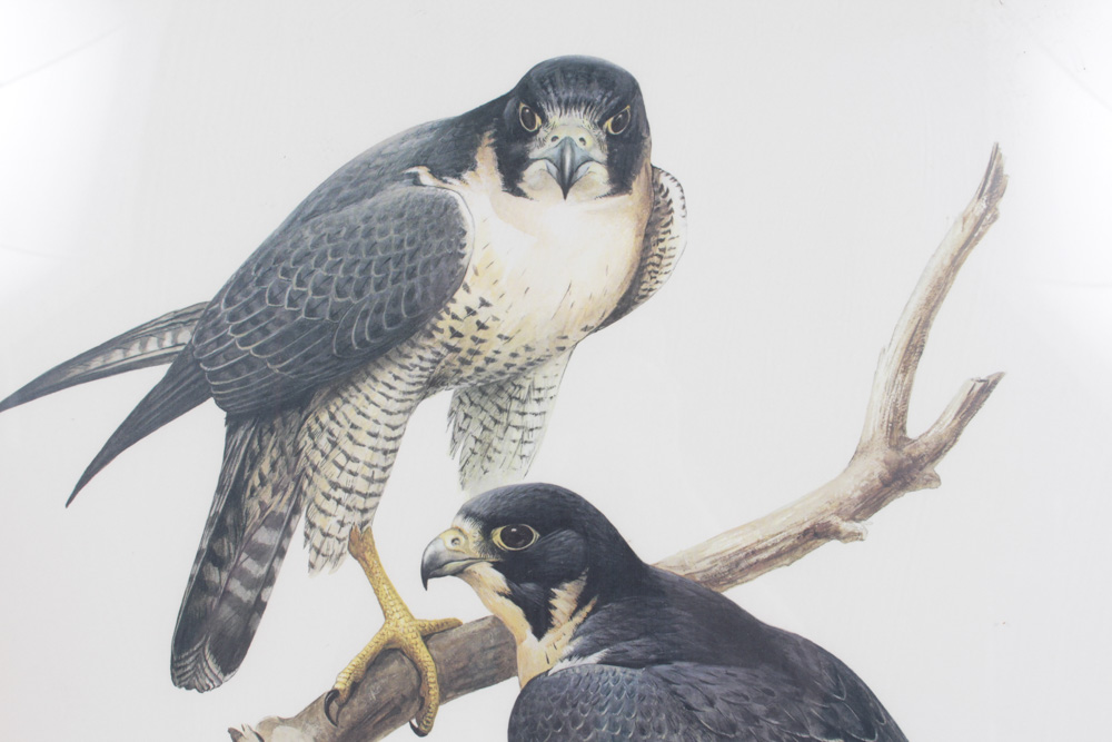 Roger Tory Peterson Limited Edition Print "Peregrine Falcon"