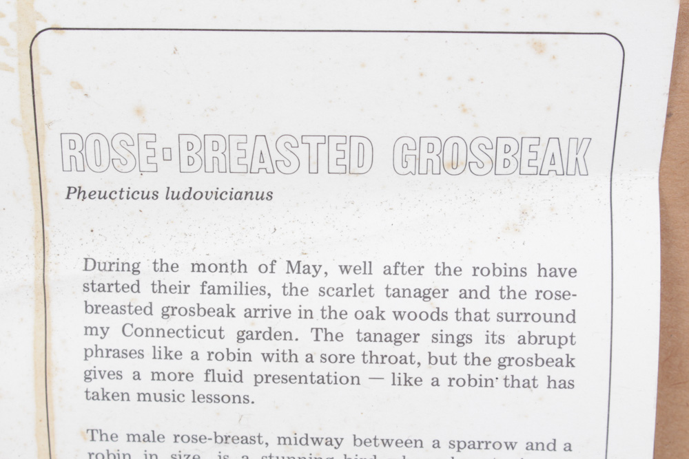 Roger Tory Peterson Limited Edition Print