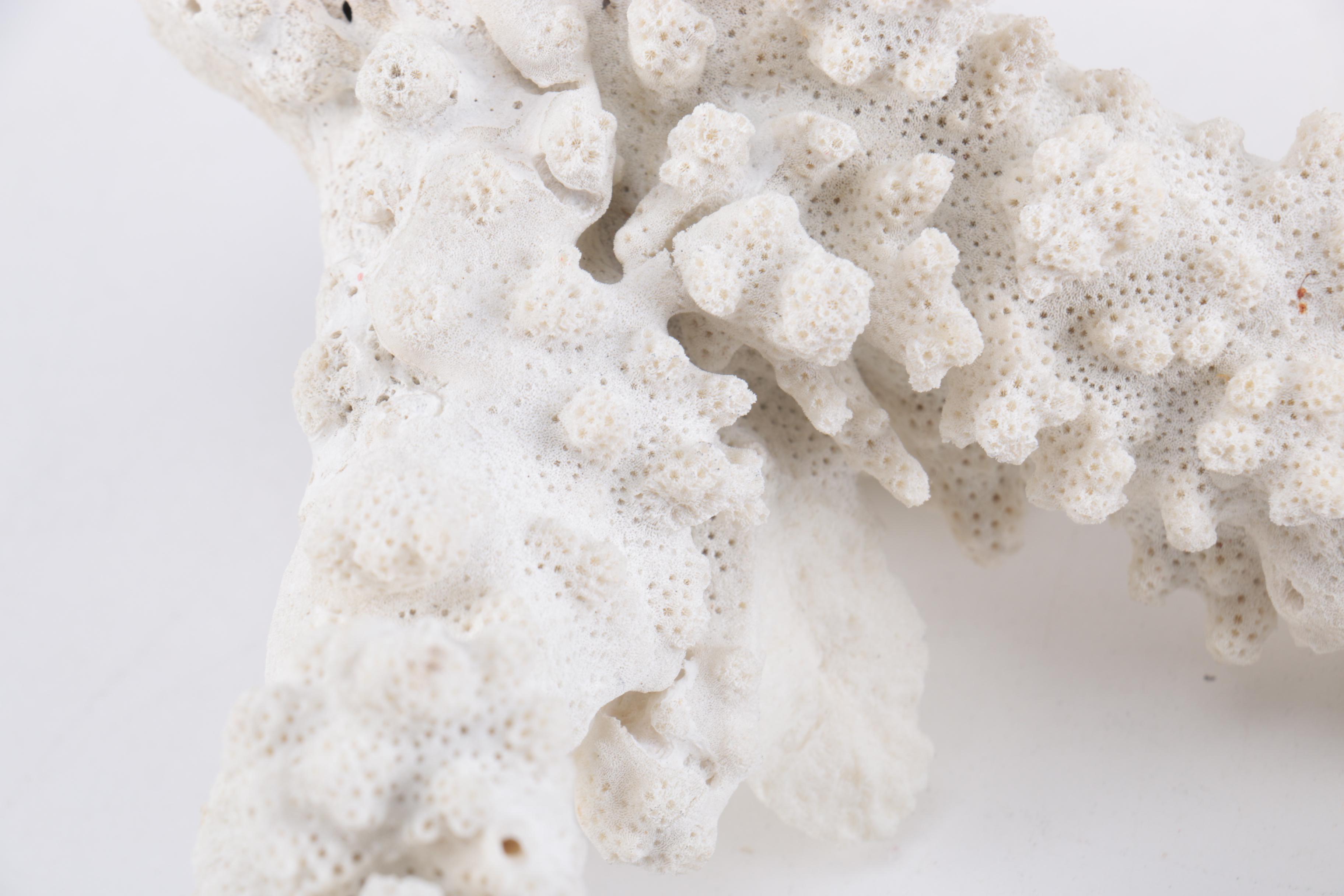 White Coral Decor