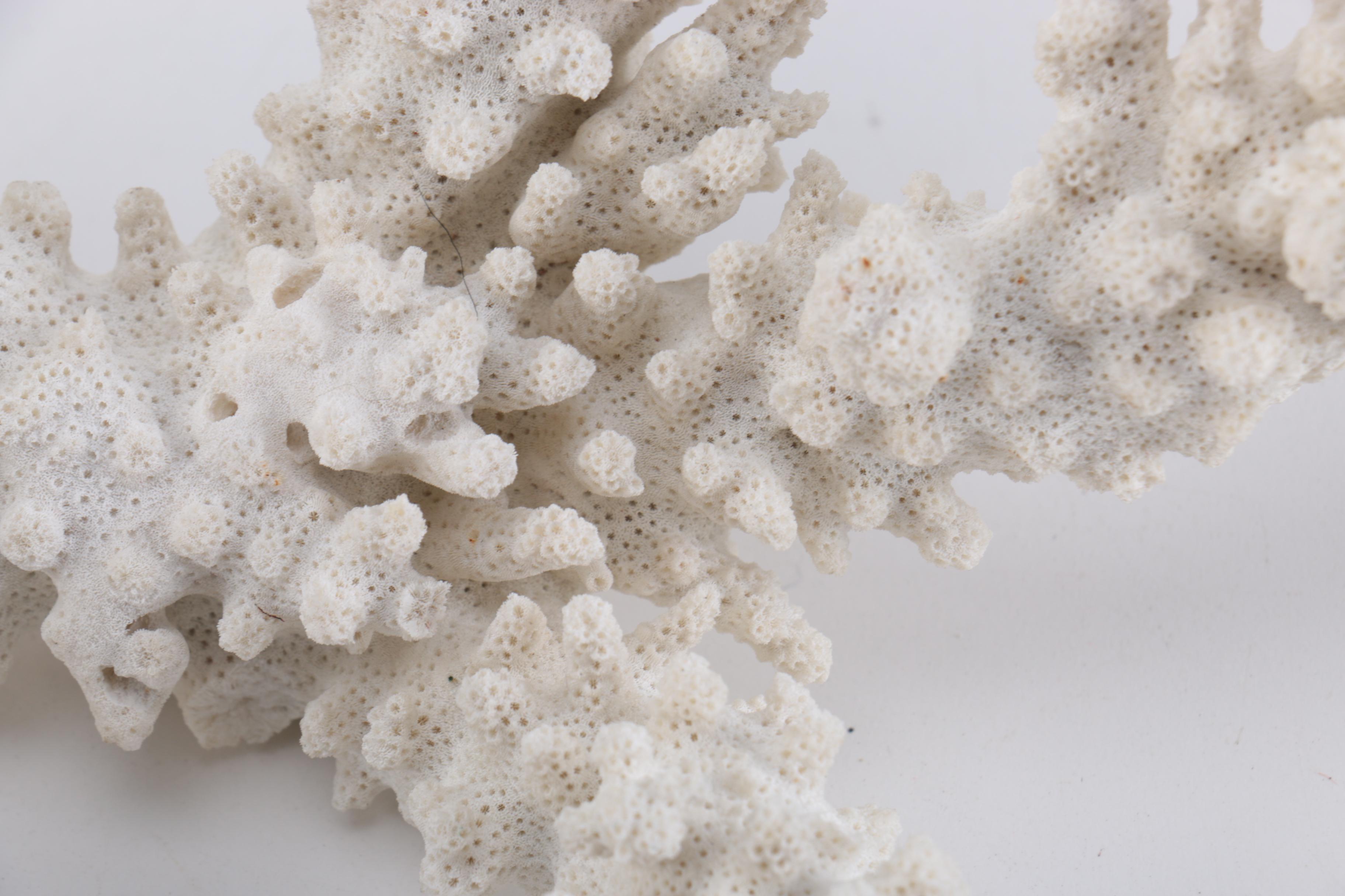 White Coral Decor