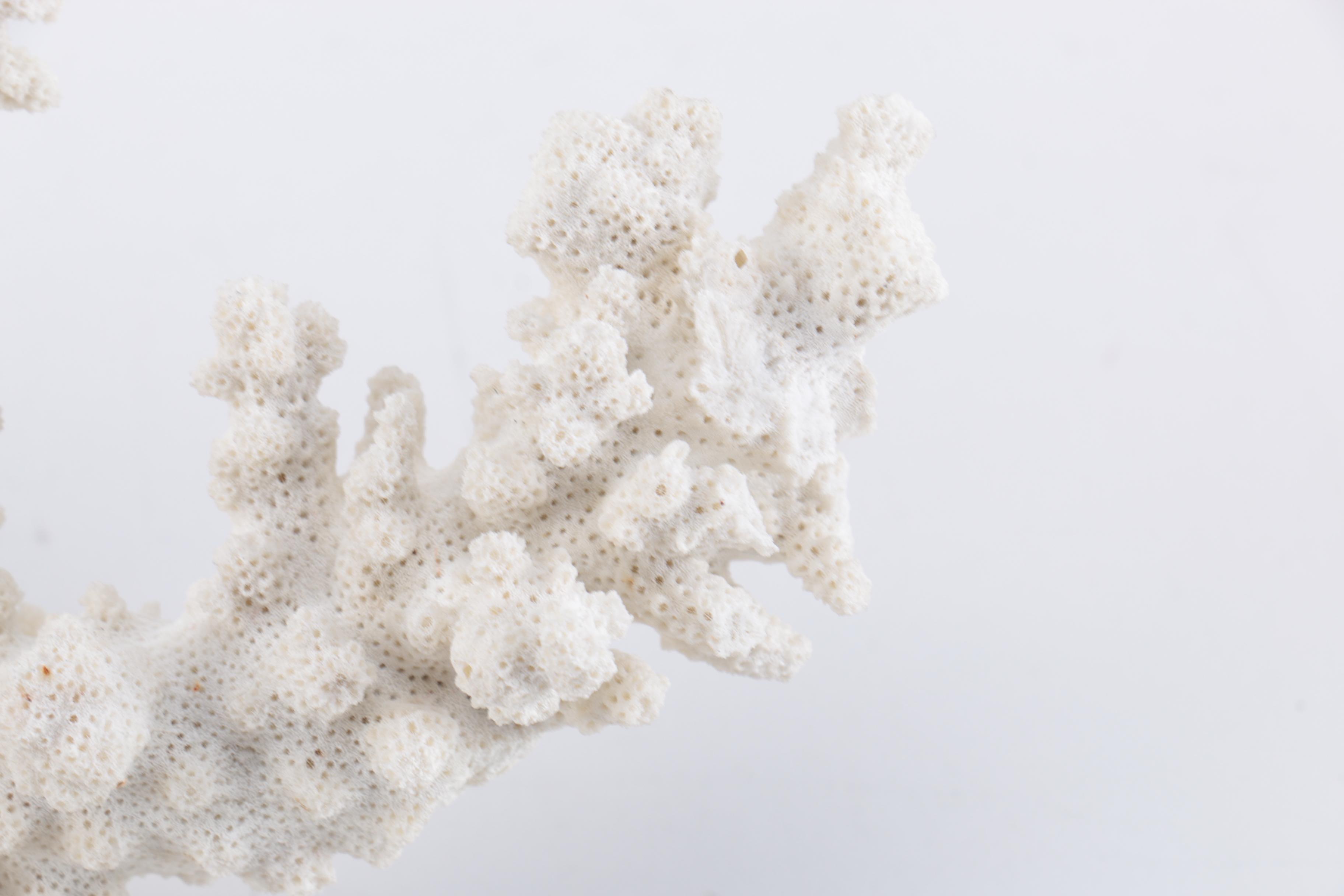 White Coral Decor