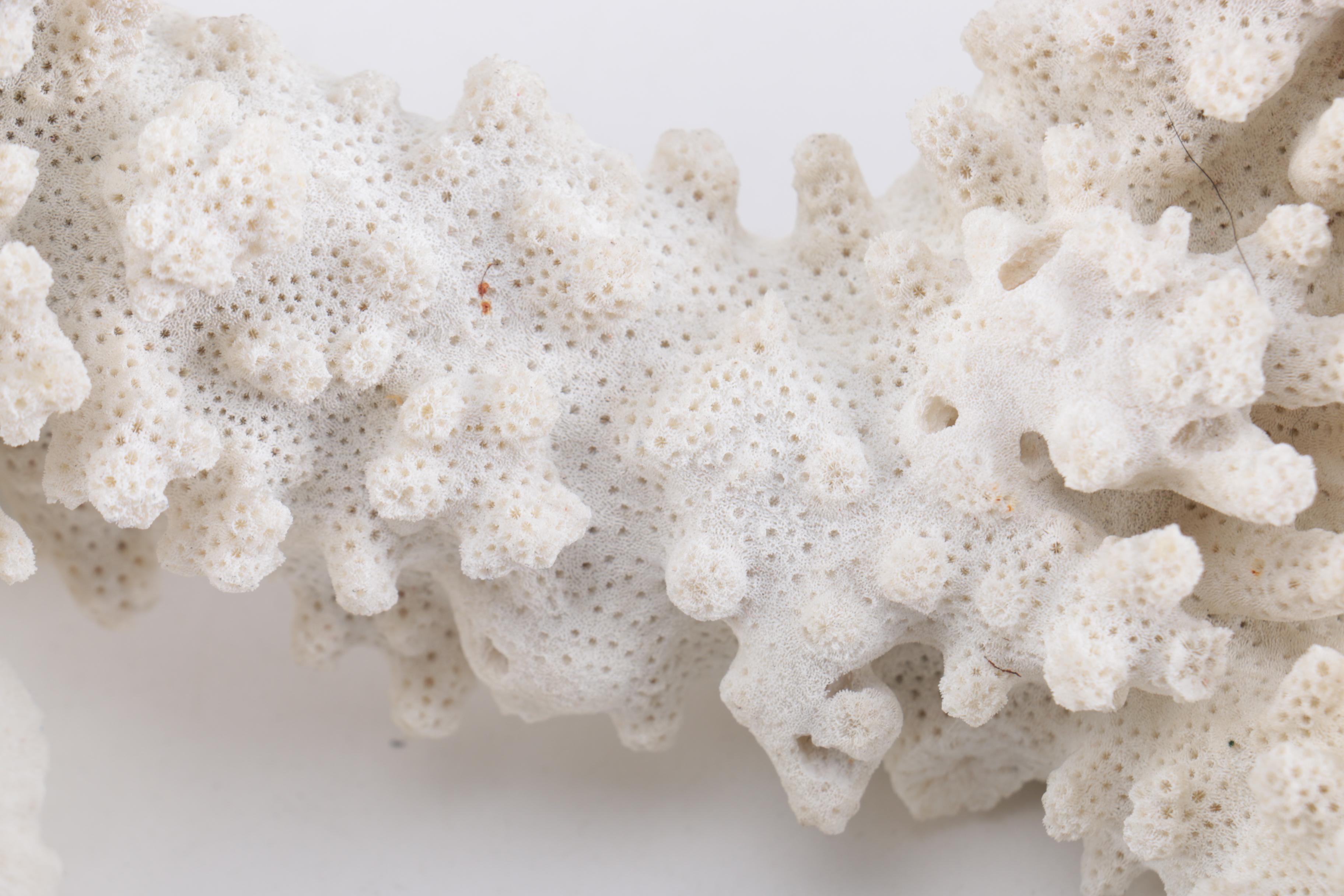 White Coral Decor