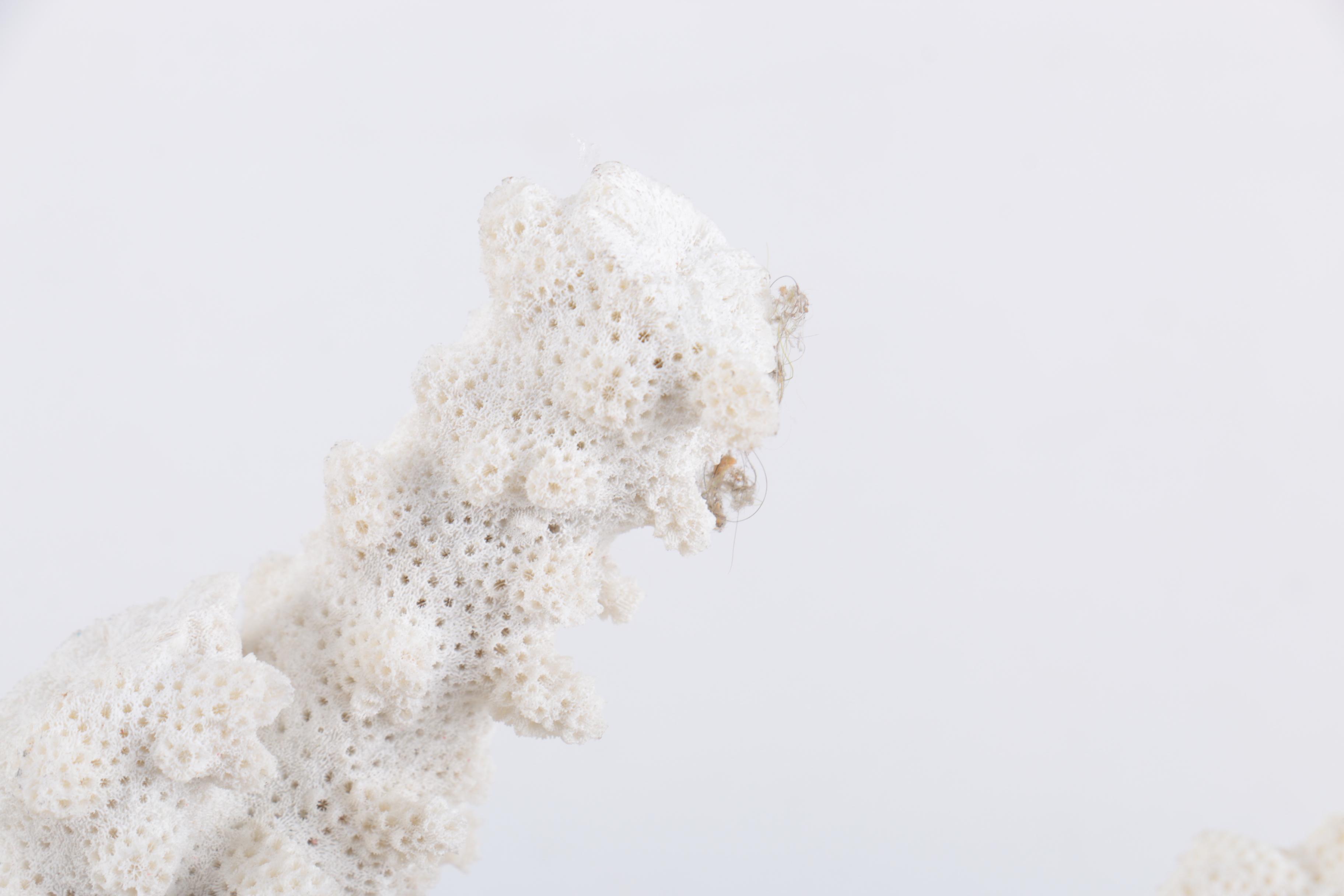 White Coral Decor