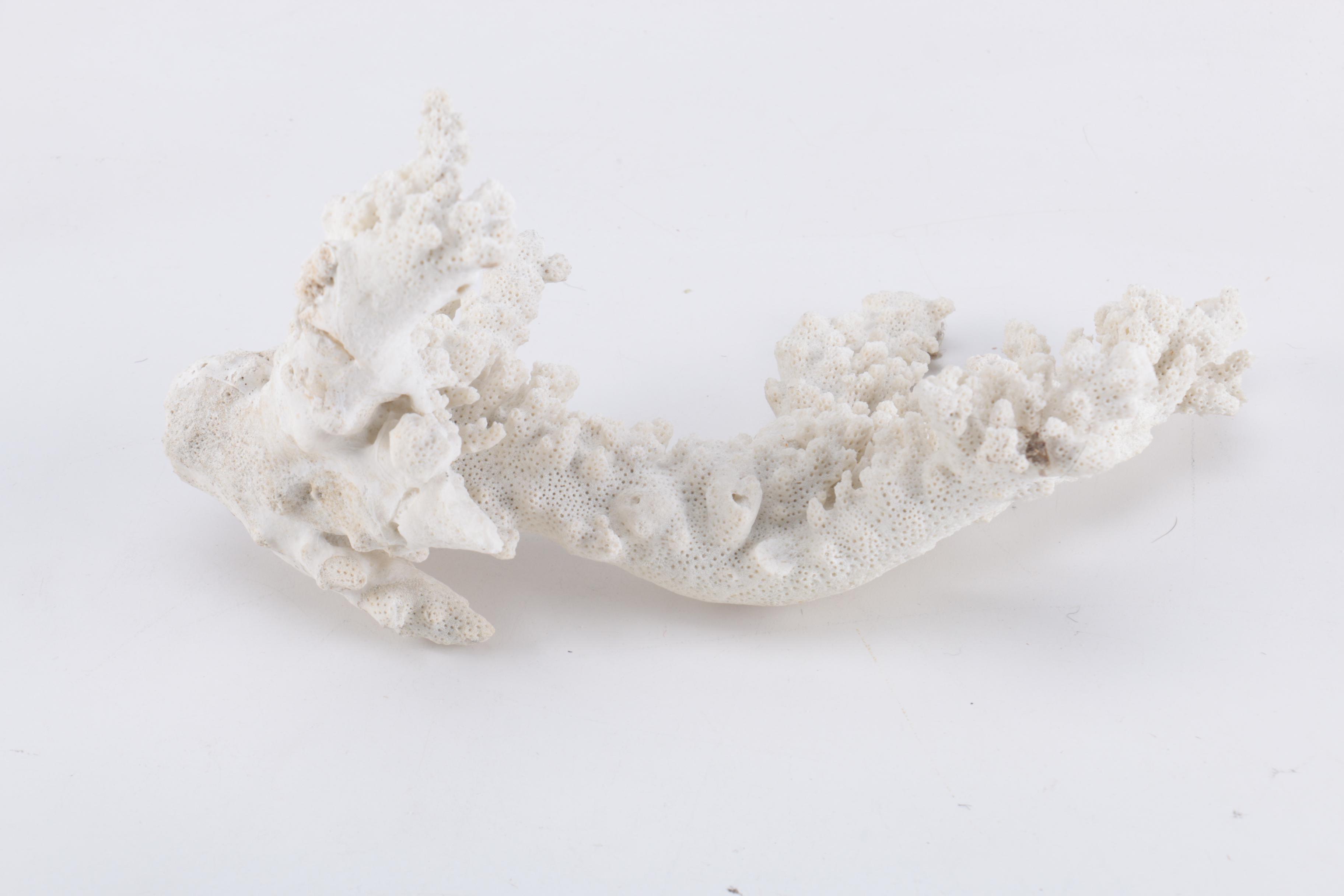 White Coral Decor