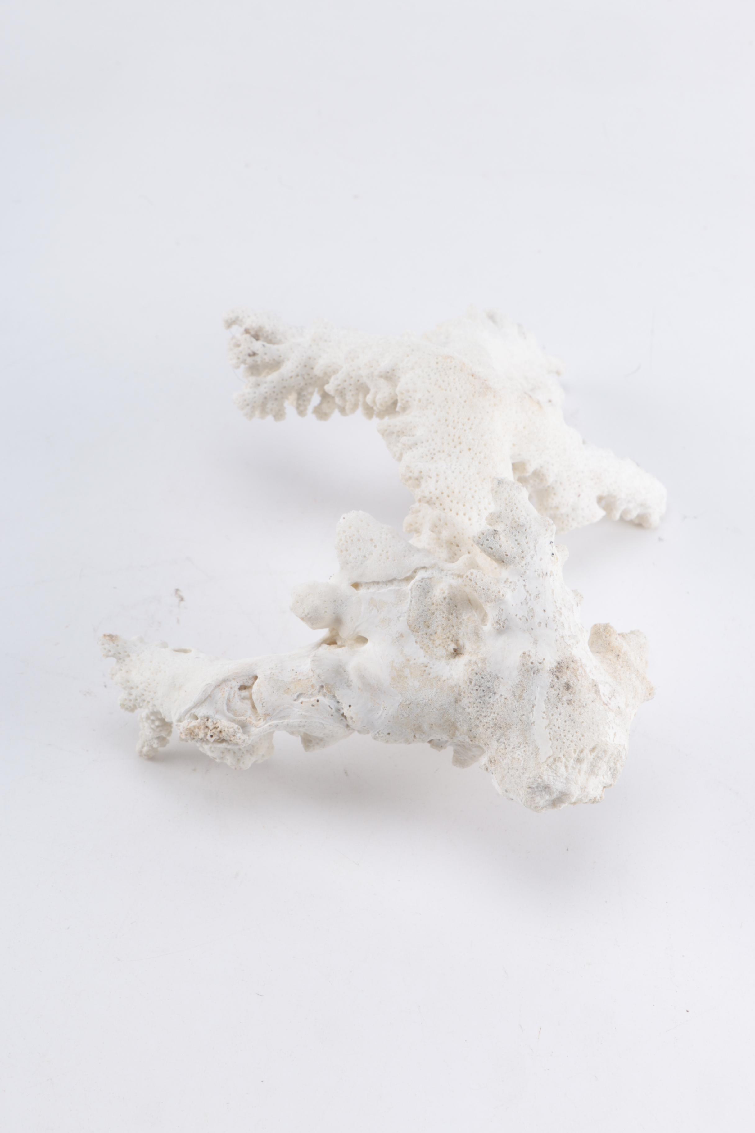 White Coral Decor