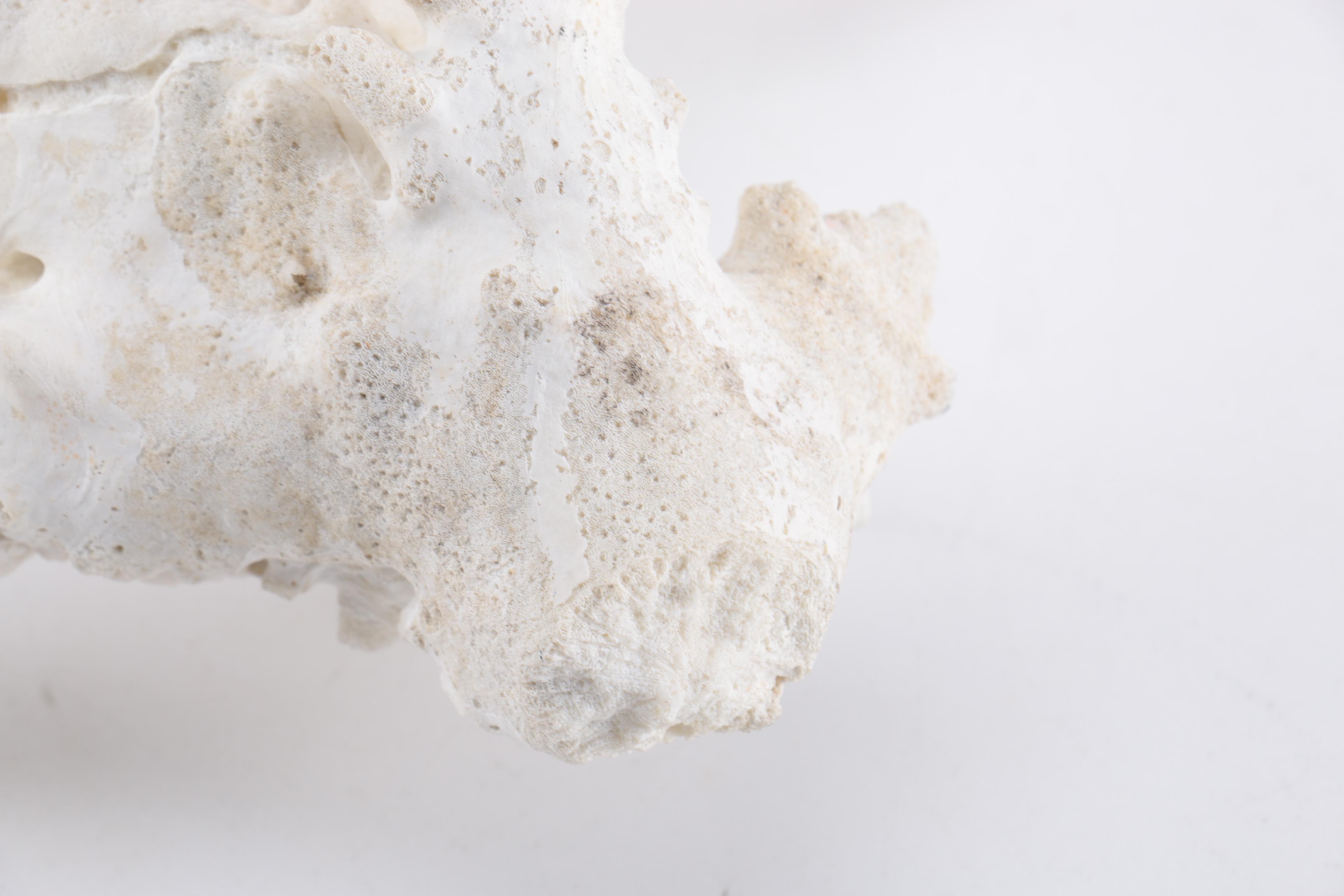White Coral Decor
