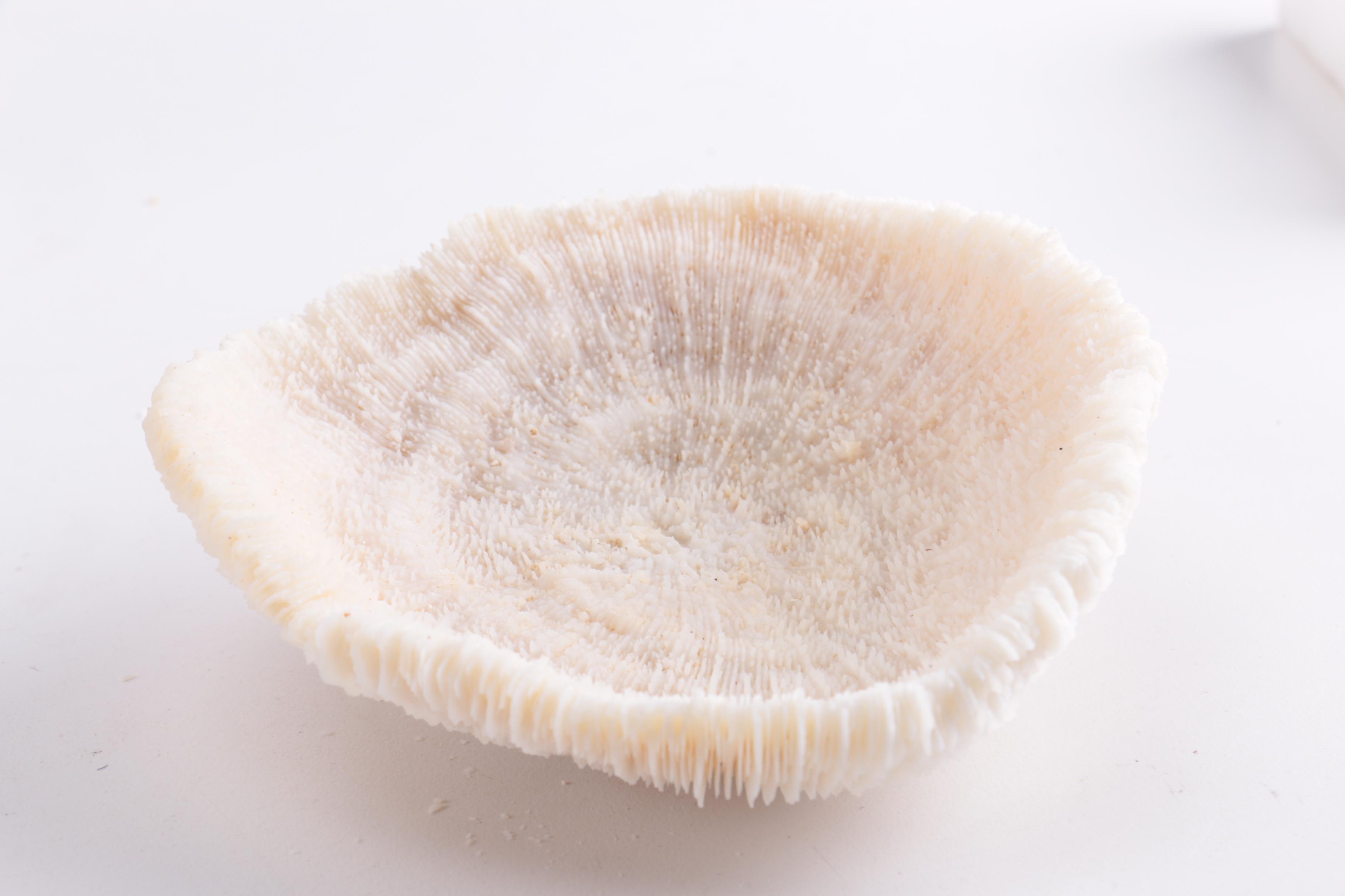 Dyed Alabaster Eggs and Recent Scleractinian Coral Specimens