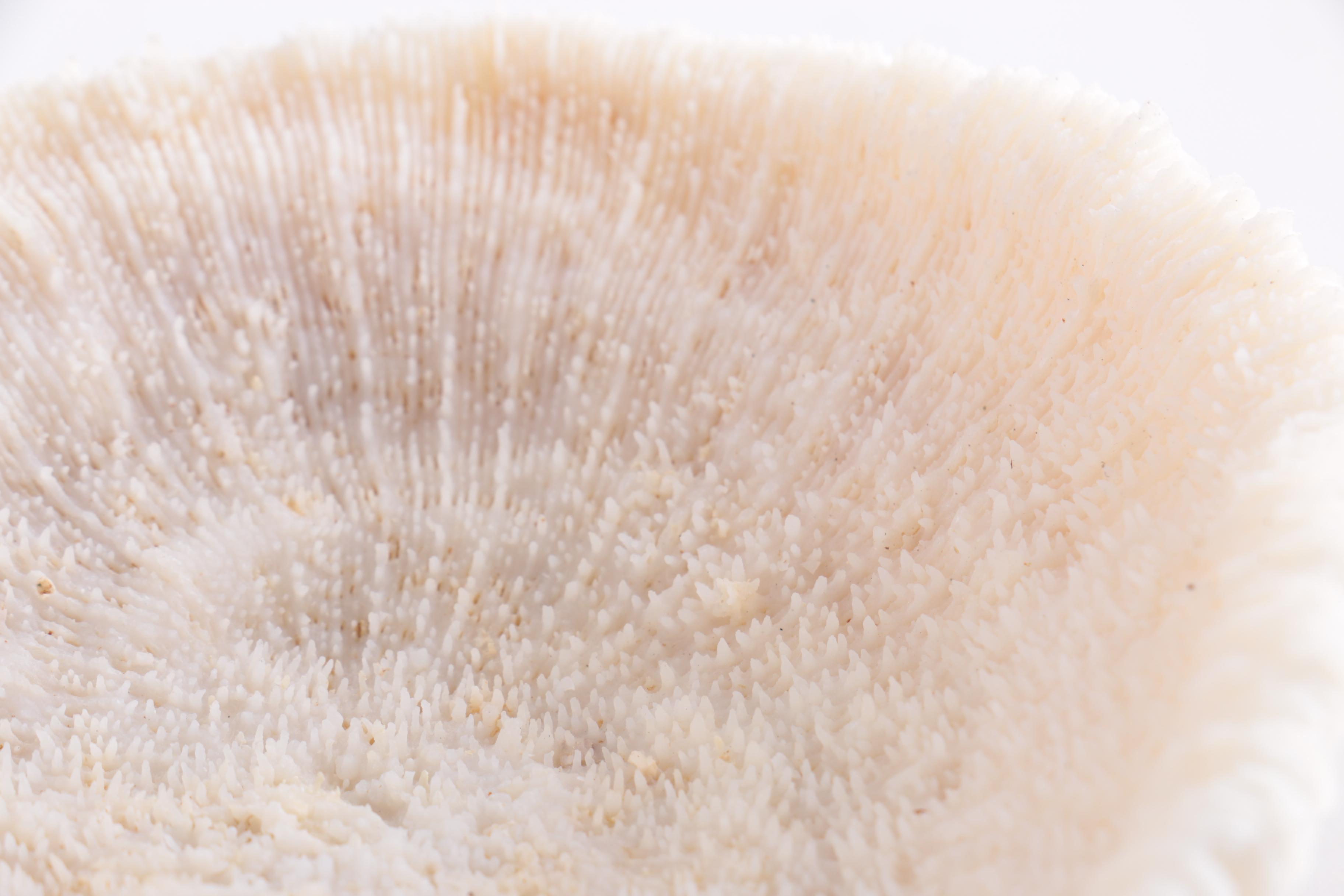 Dyed Alabaster Eggs and Recent Scleractinian Coral Specimens