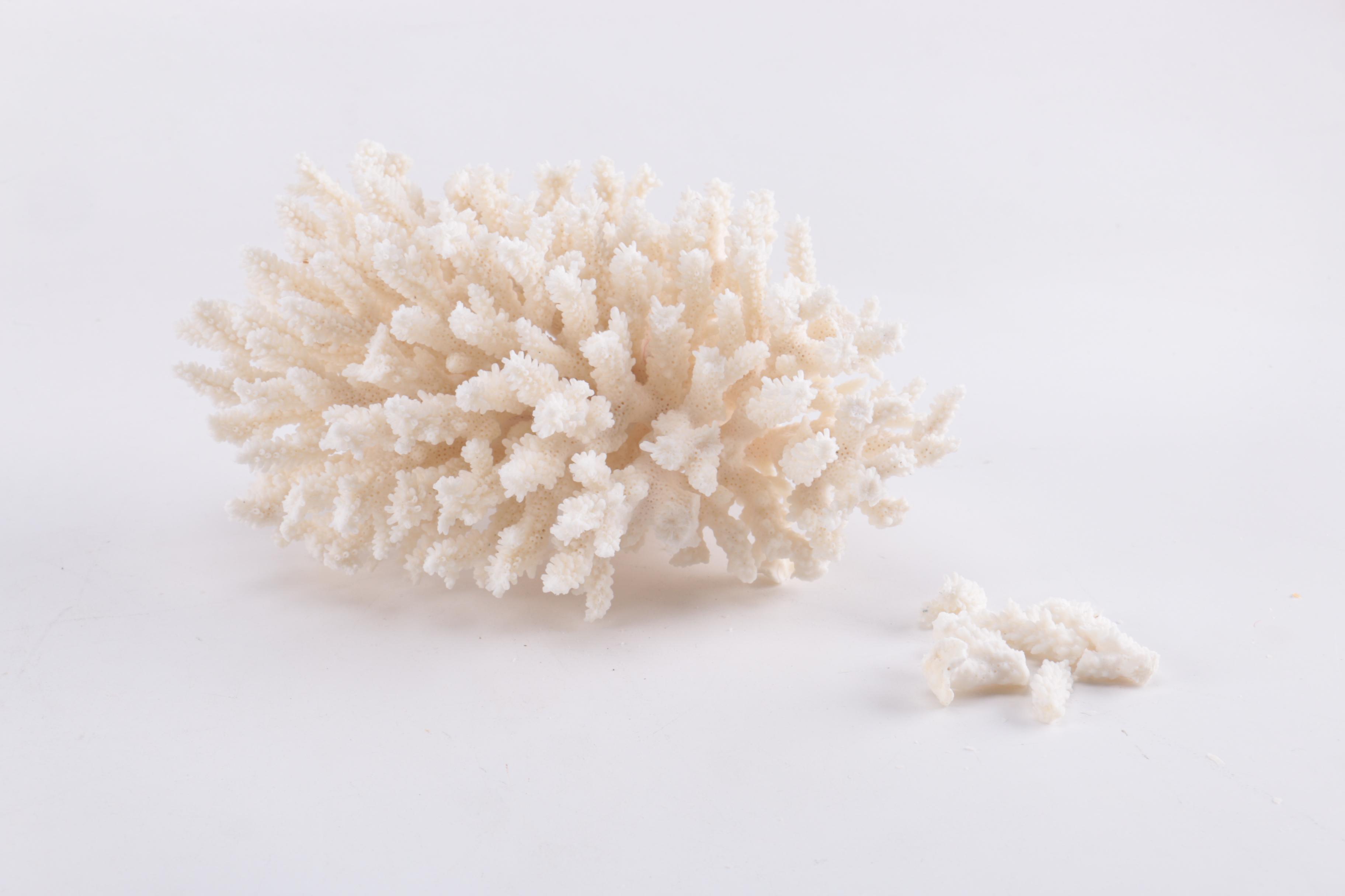 Dyed Alabaster Eggs and Recent Scleractinian Coral Specimens