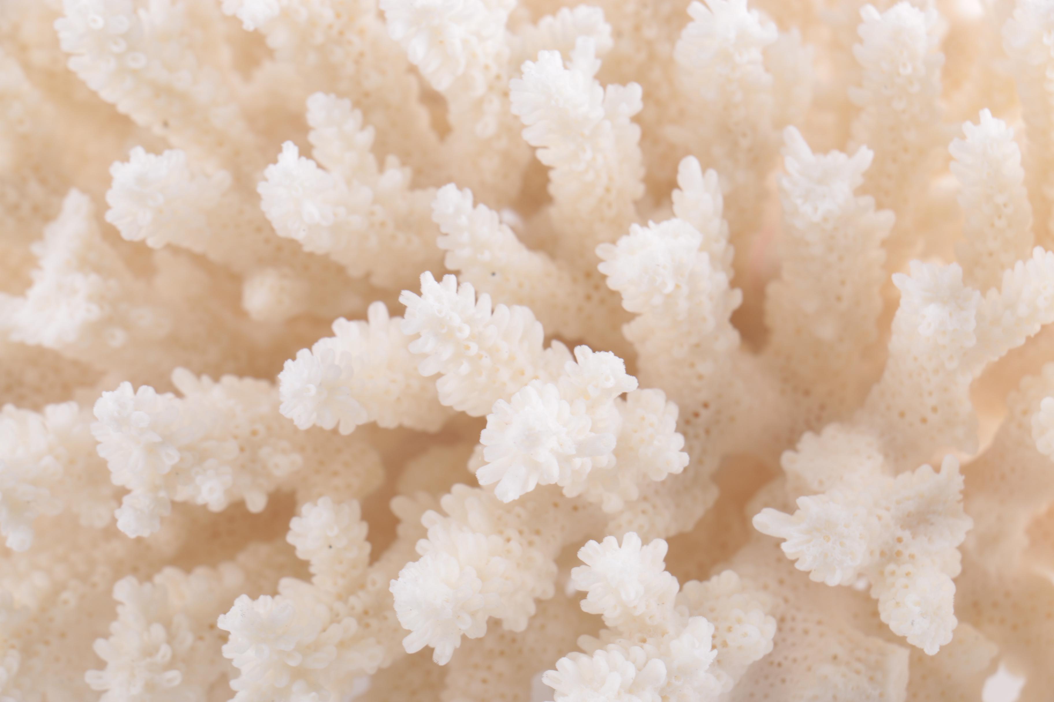 Dyed Alabaster Eggs and Recent Scleractinian Coral Specimens