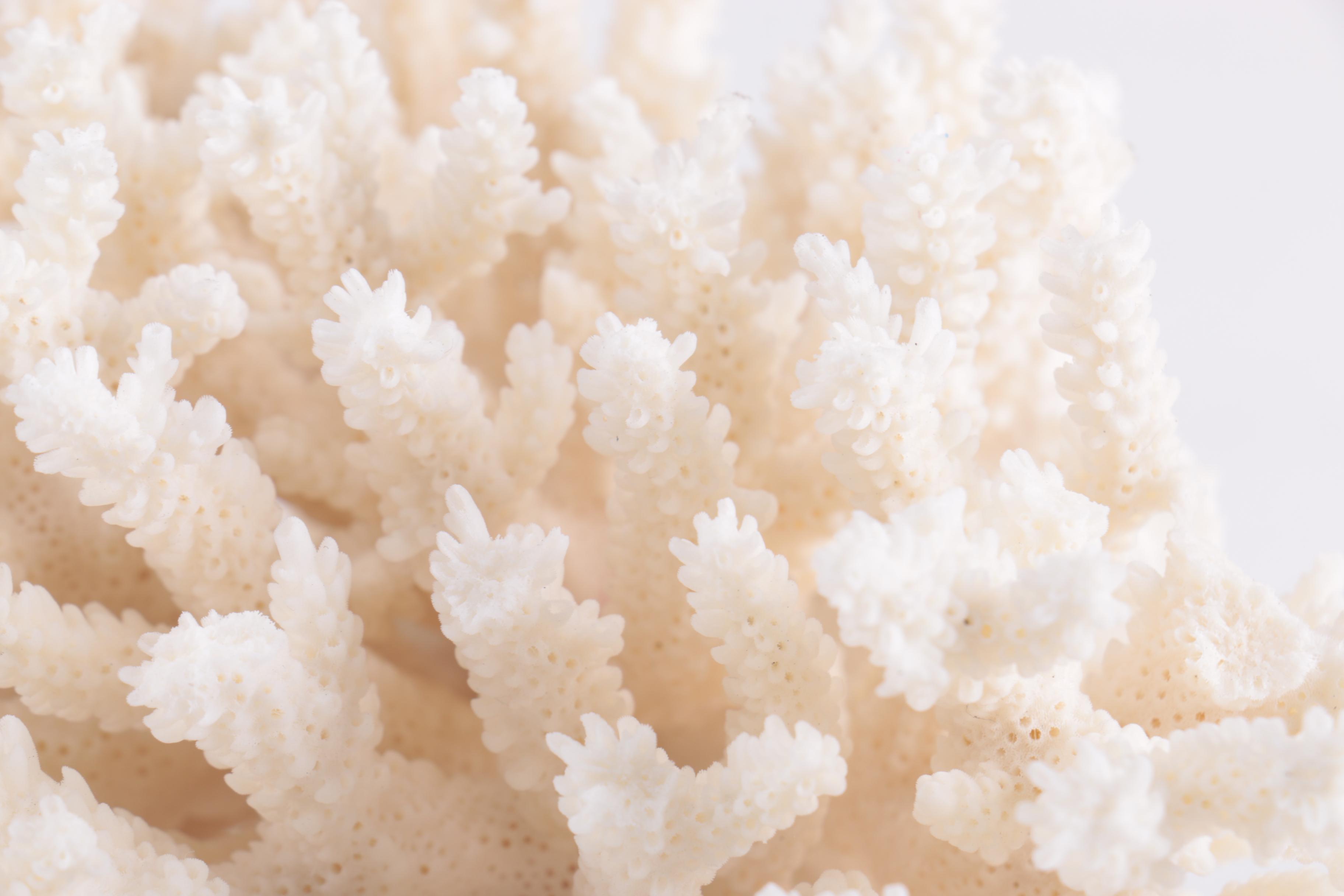 Dyed Alabaster Eggs and Recent Scleractinian Coral Specimens