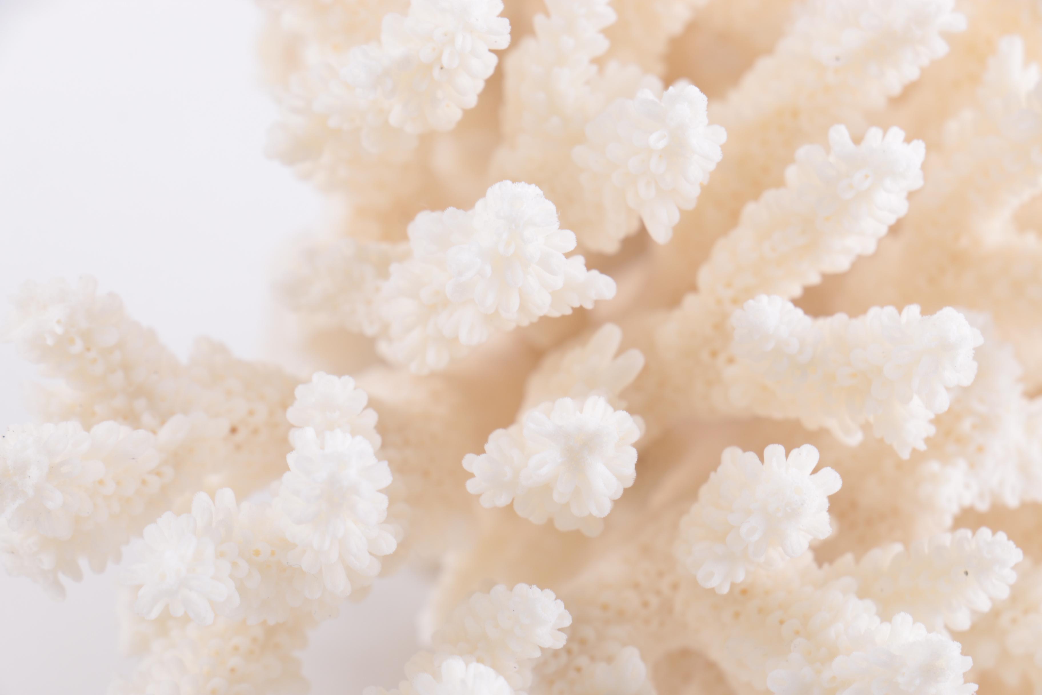 Dyed Alabaster Eggs and Recent Scleractinian Coral Specimens